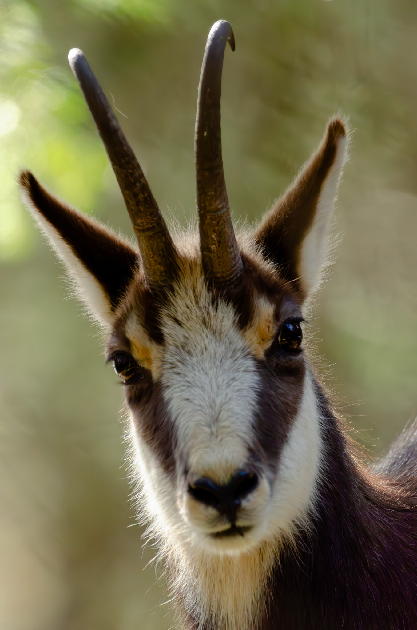 Chamois