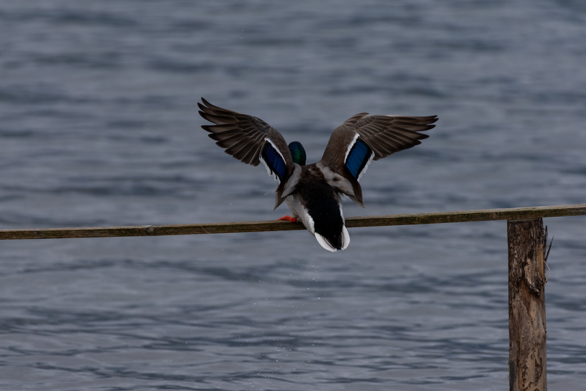 Canard colvert