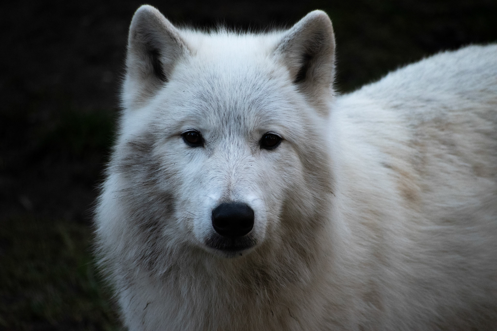 Loup arctique