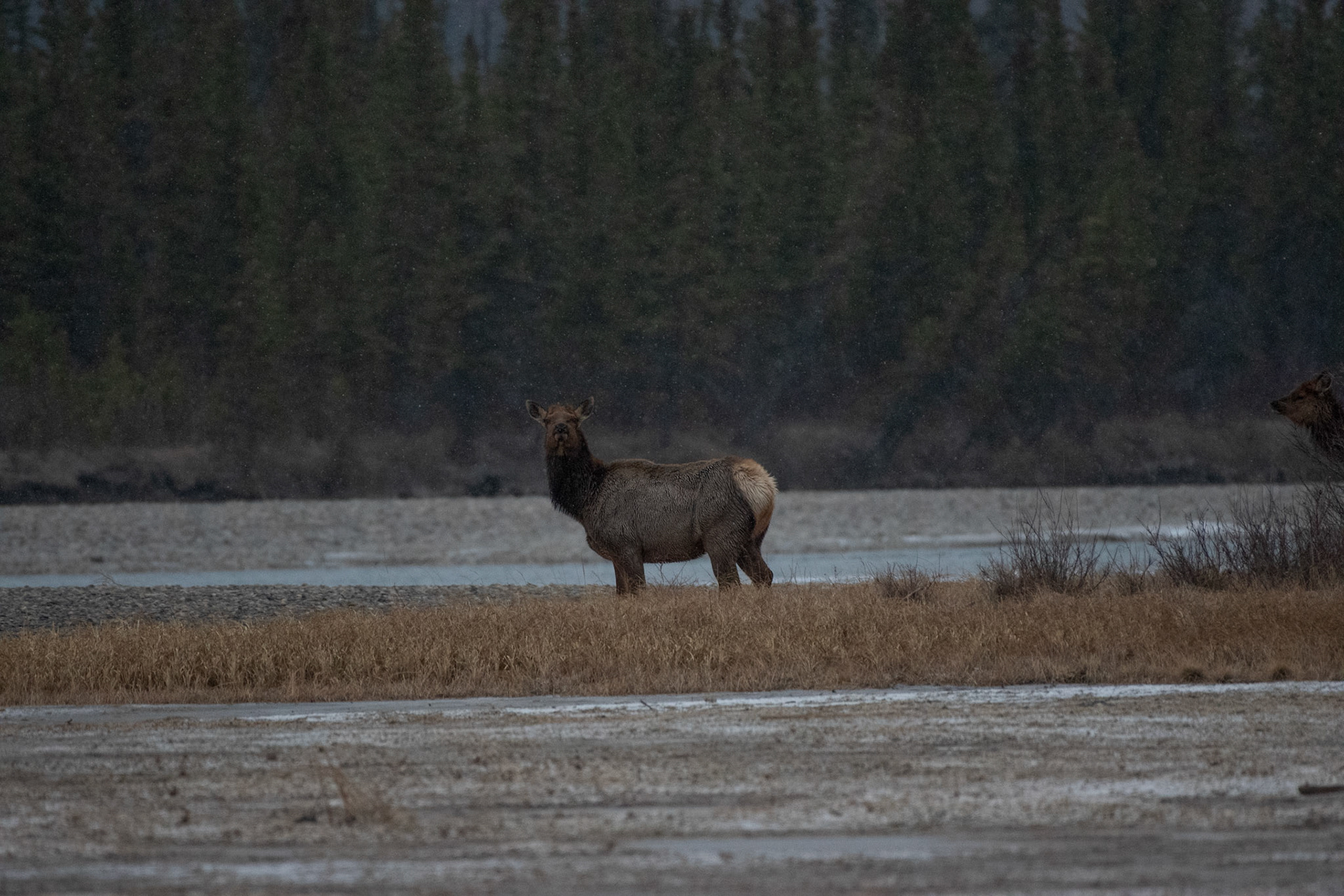 Wapiti