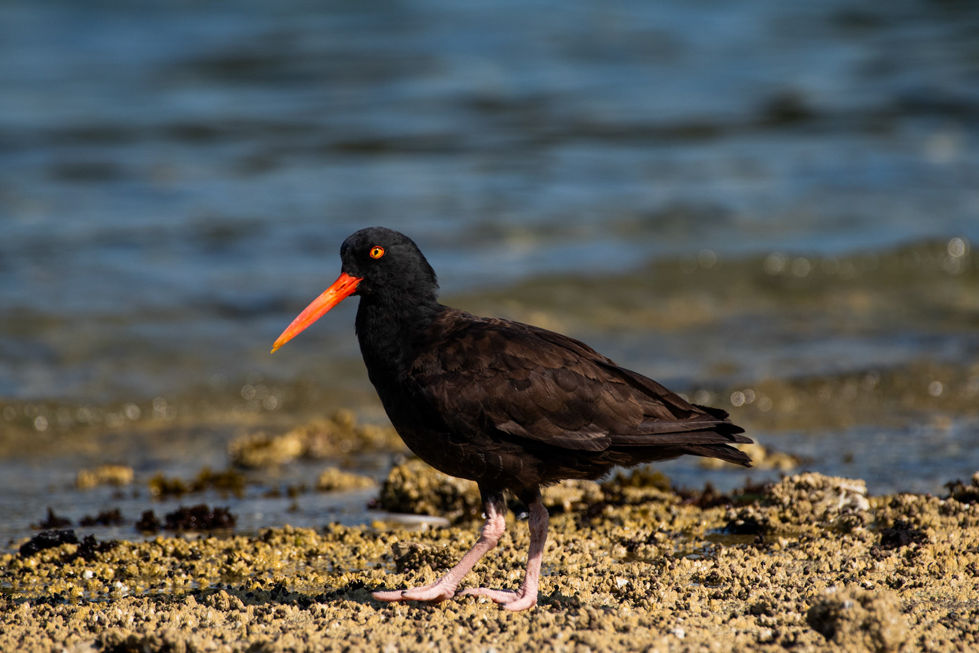 Huitrier de Bachmann