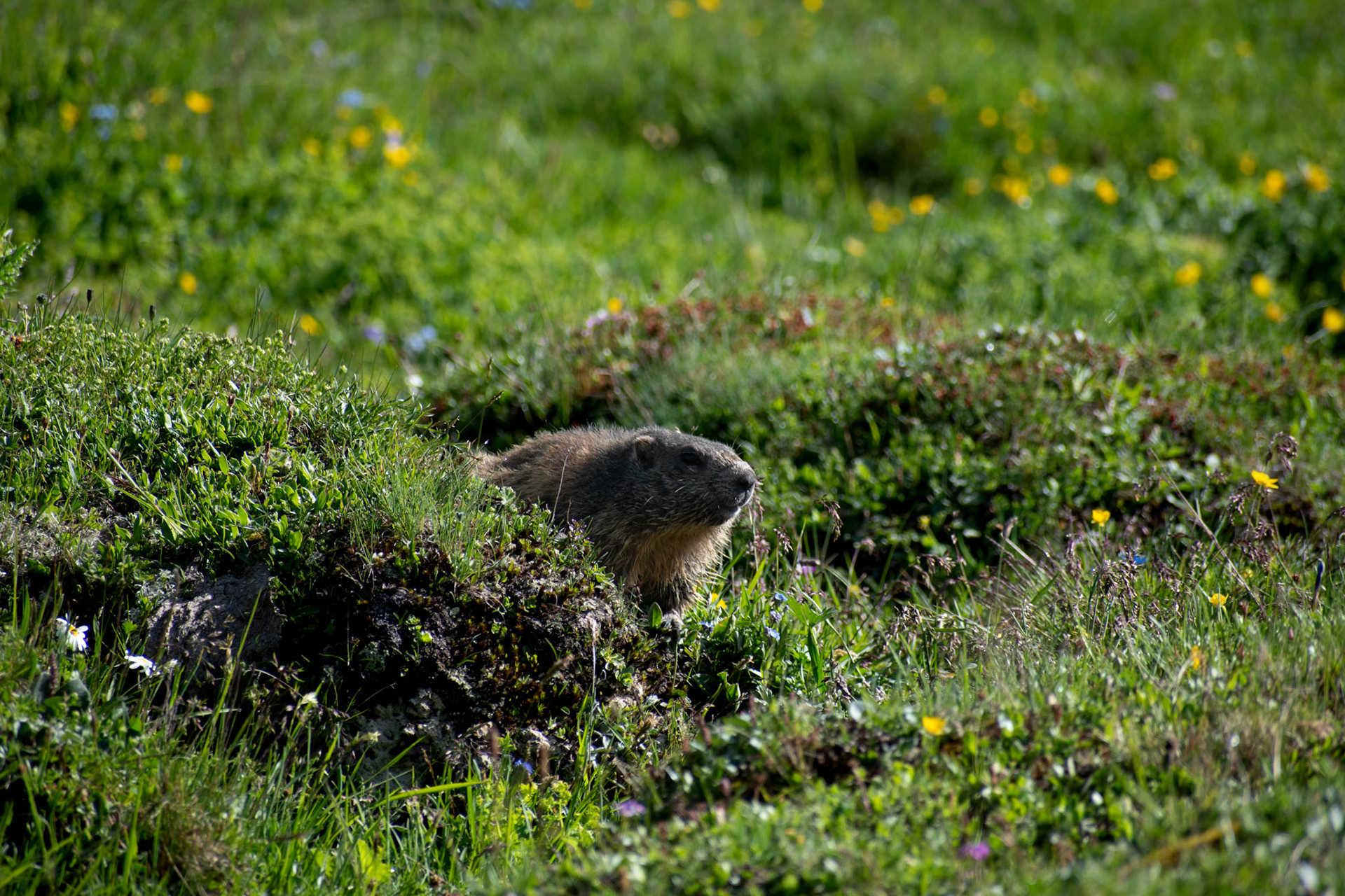 Marmotte des Alpes