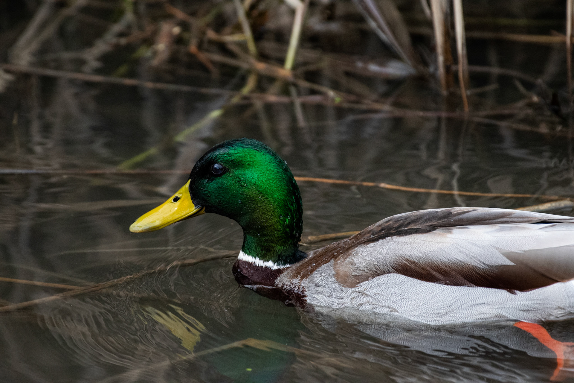 Canard colvert