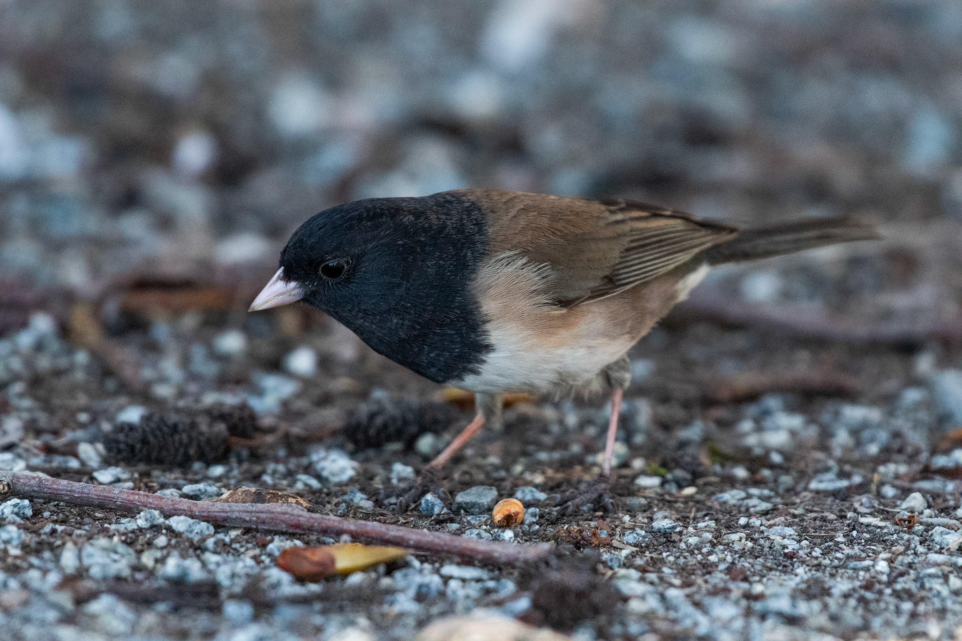 Junco ardoisé