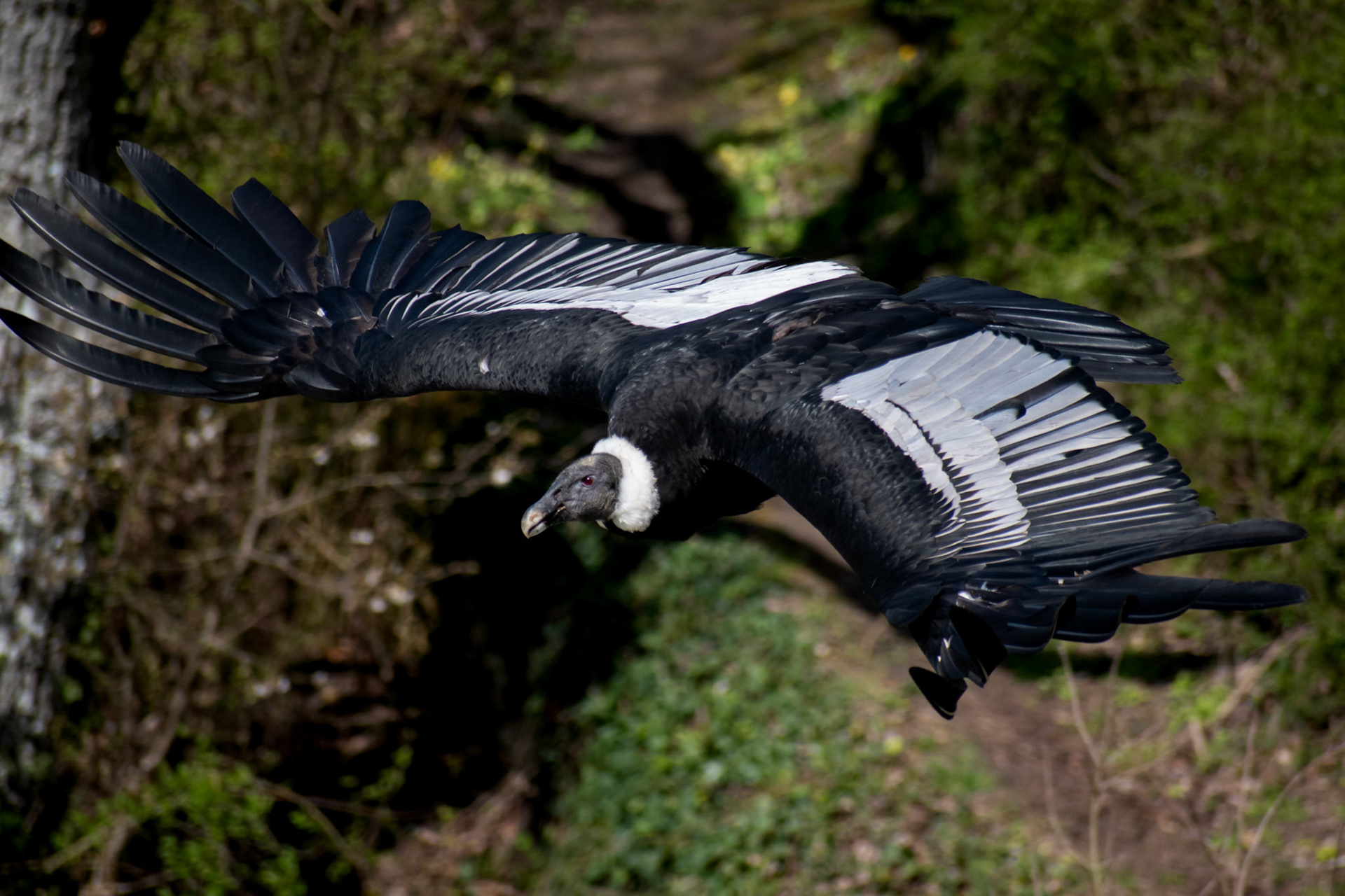 Condor des Andes