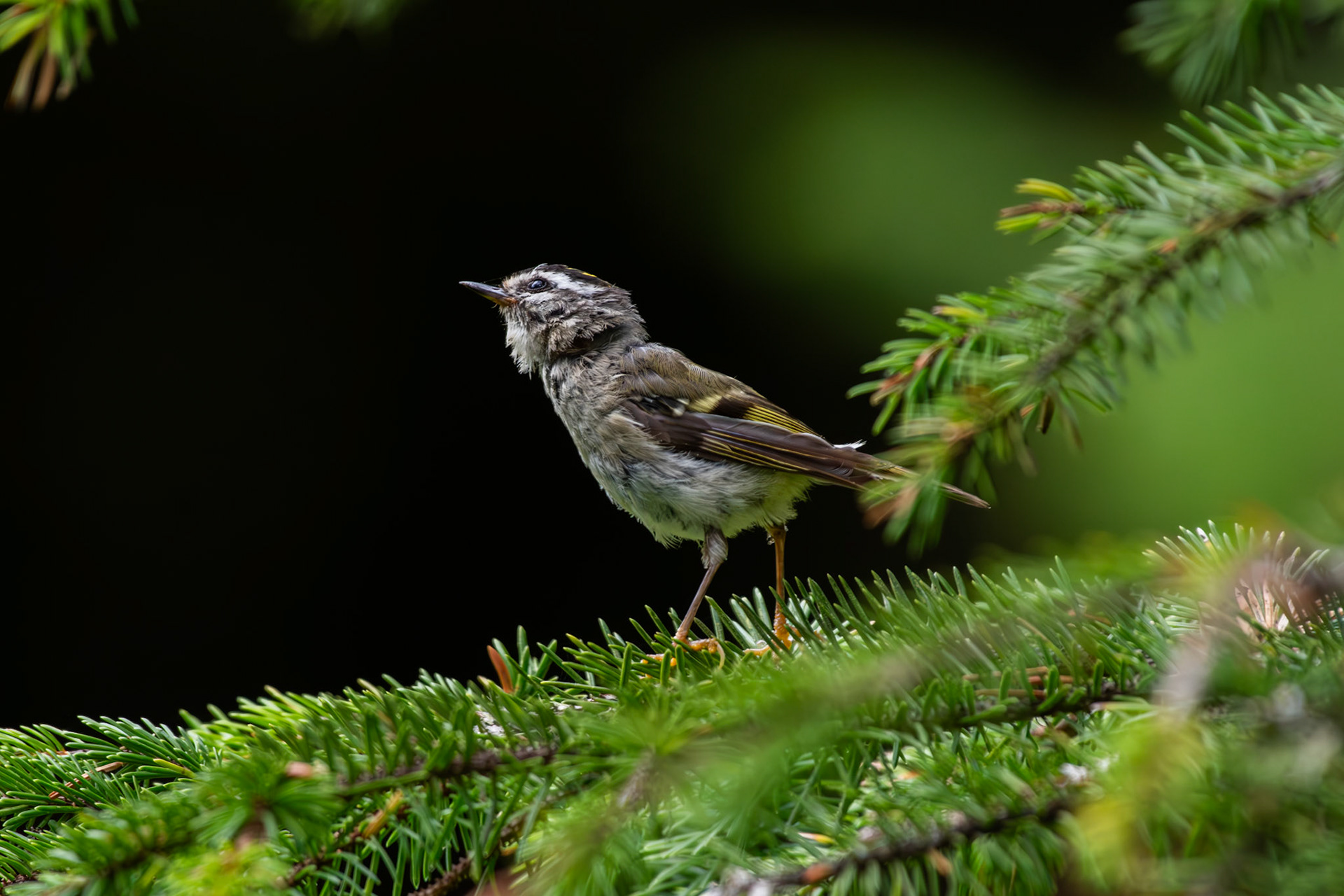 Roitelet à couronne dorée