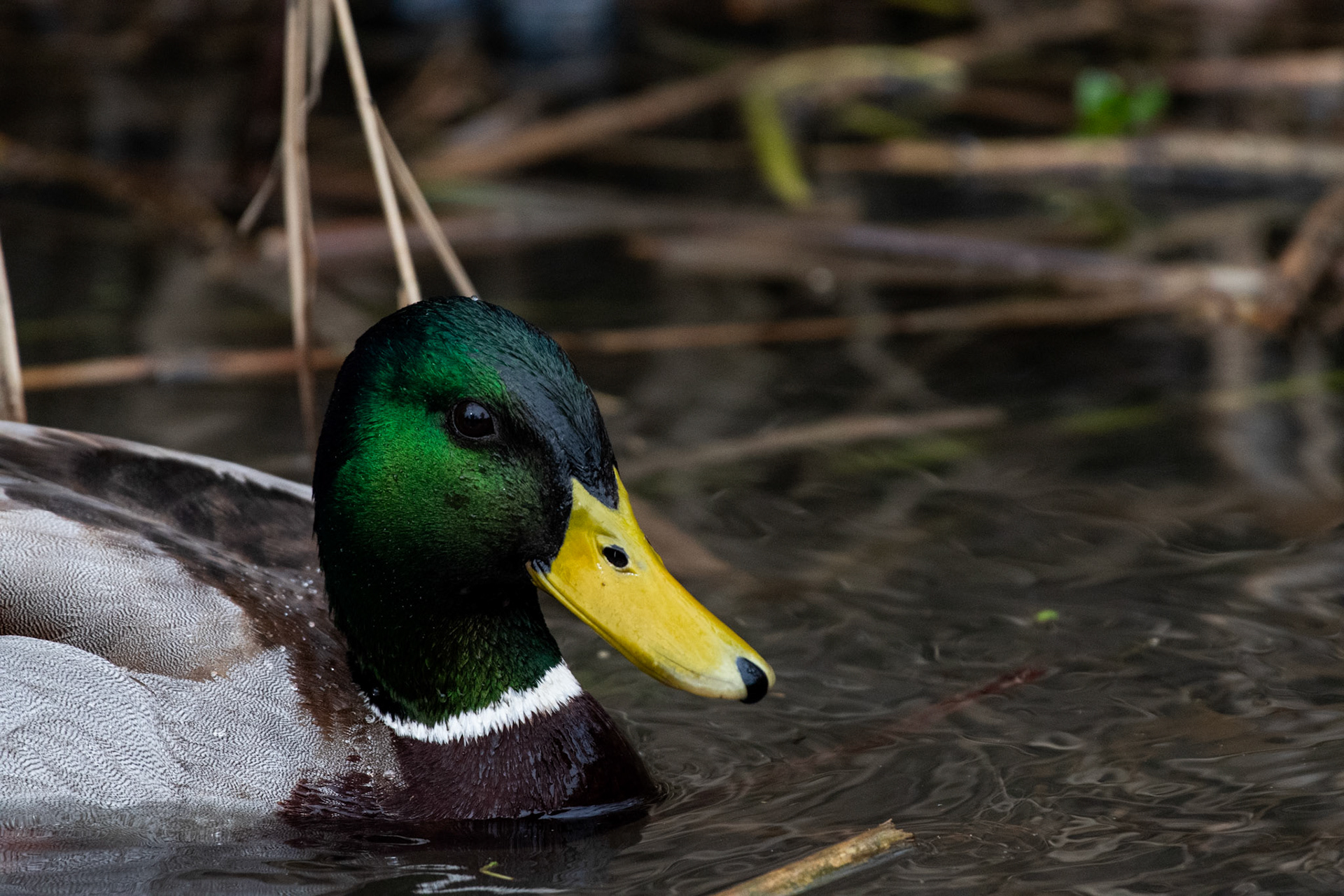 Canard colvert