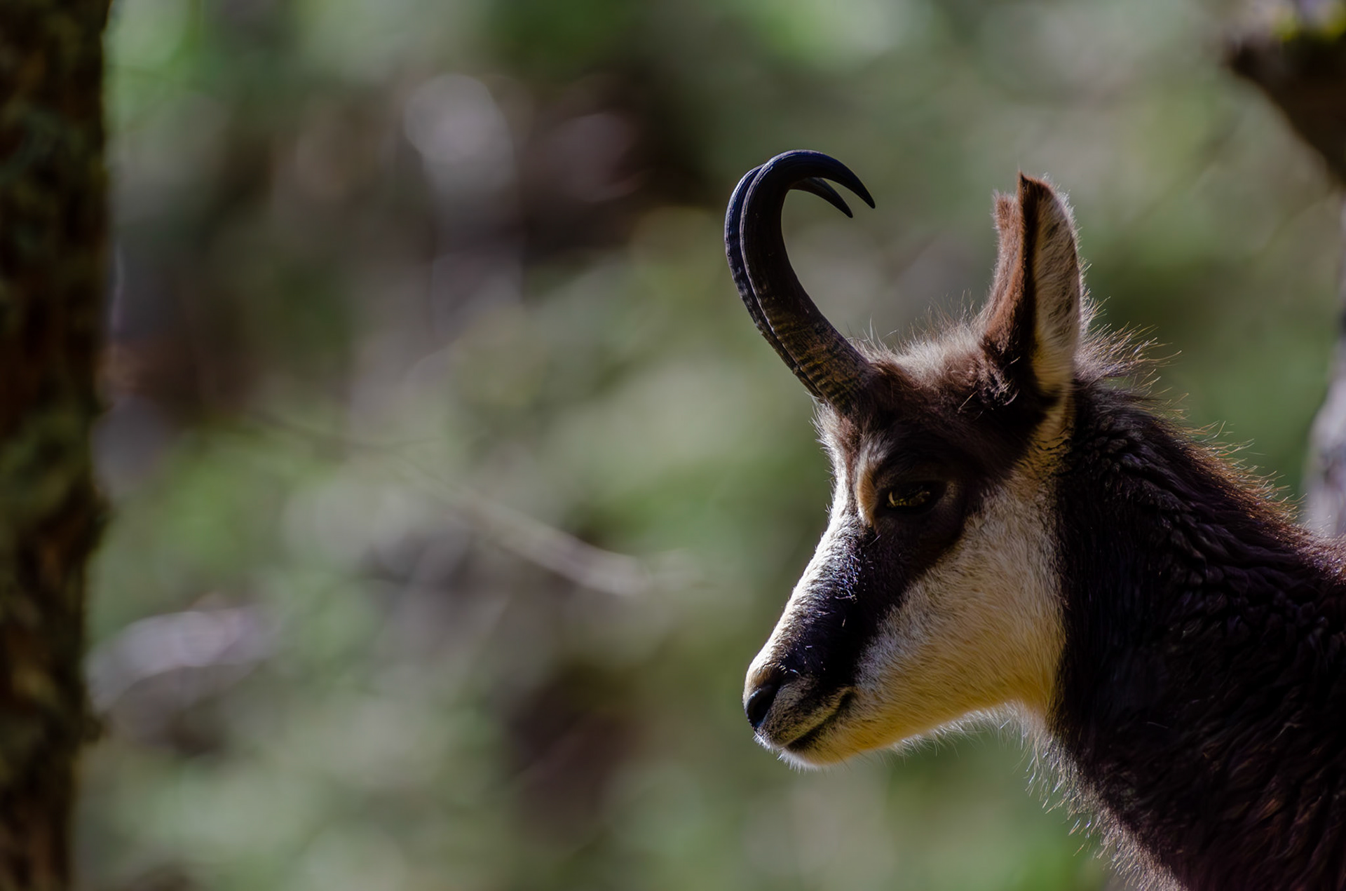 Chamois