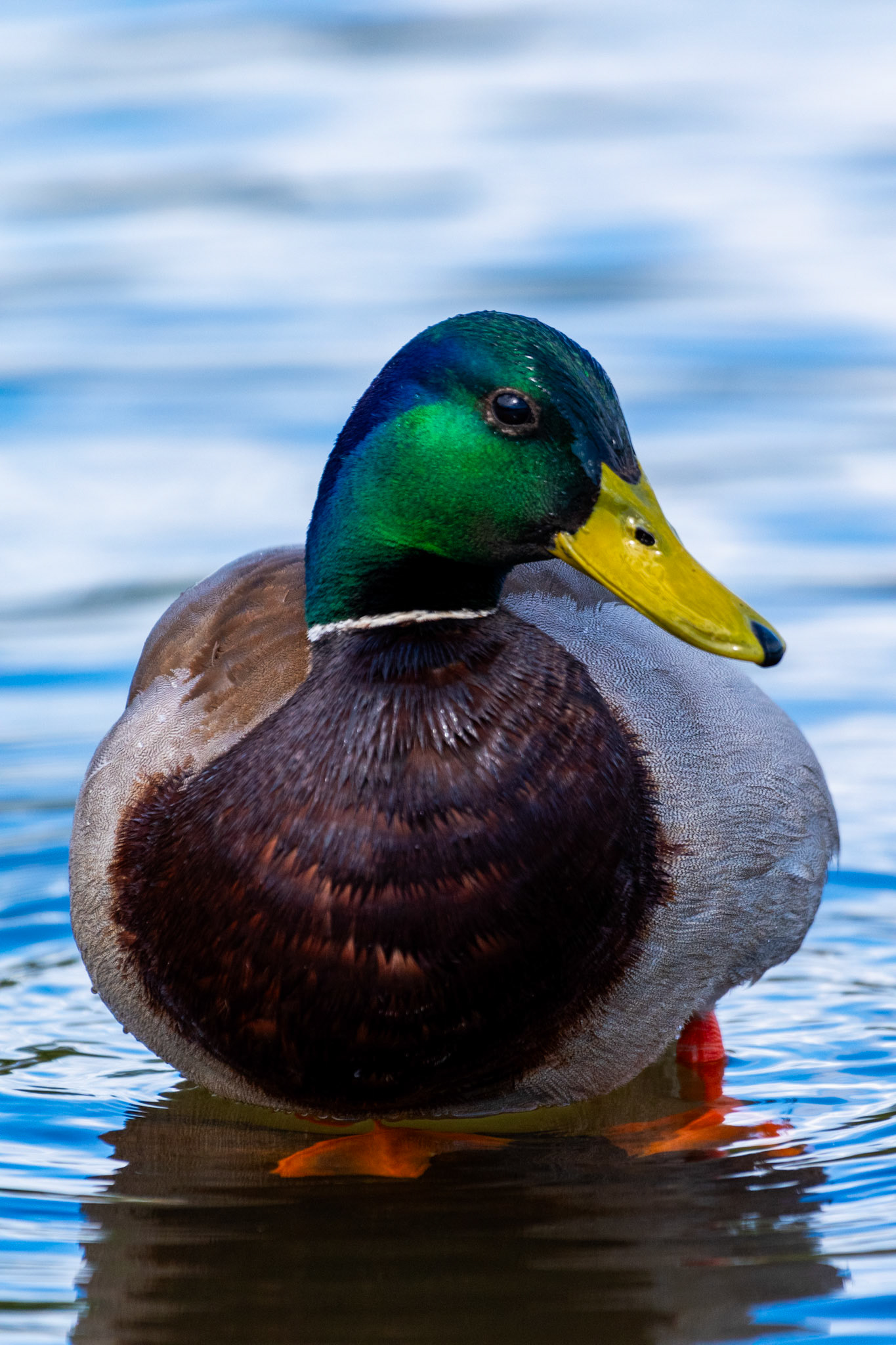 Canard colvert