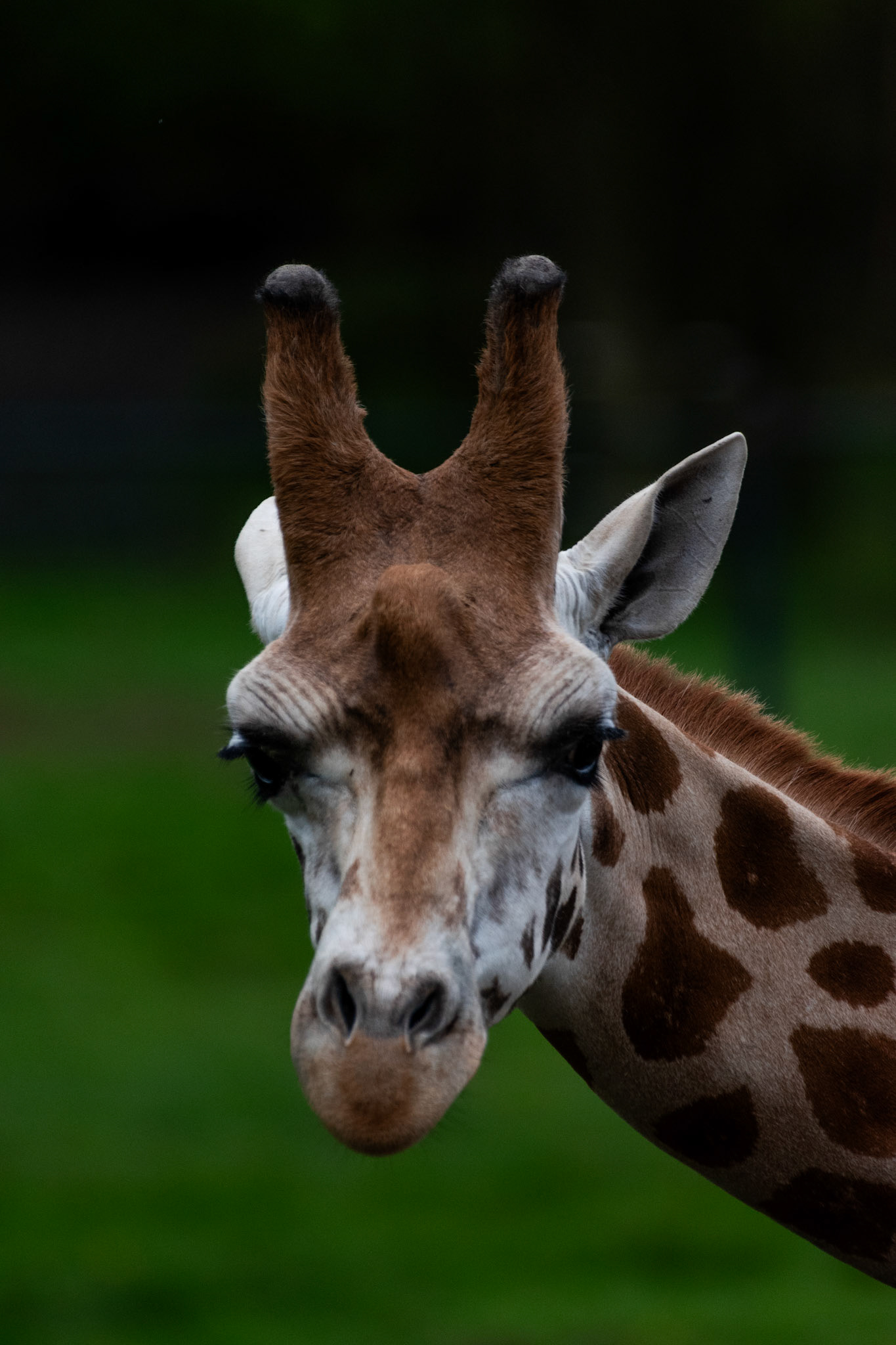 Girafe