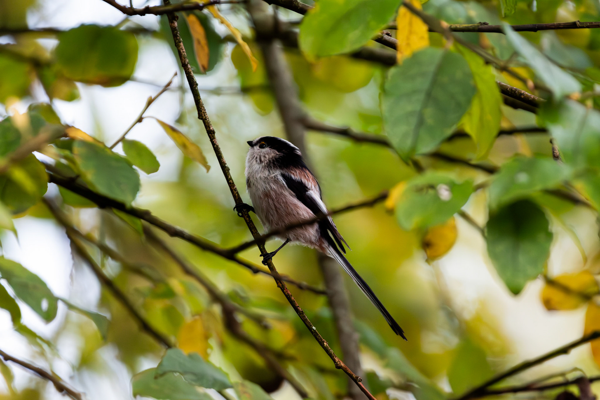 Mésange à longue queue