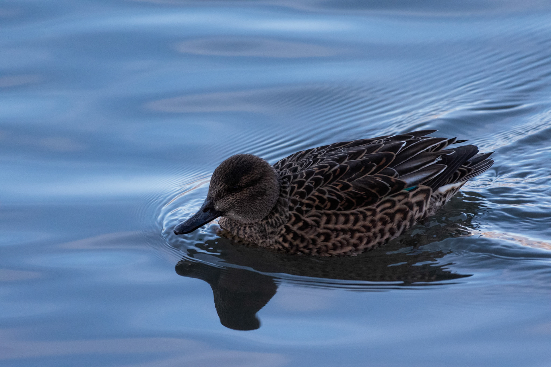 Canard colvert
