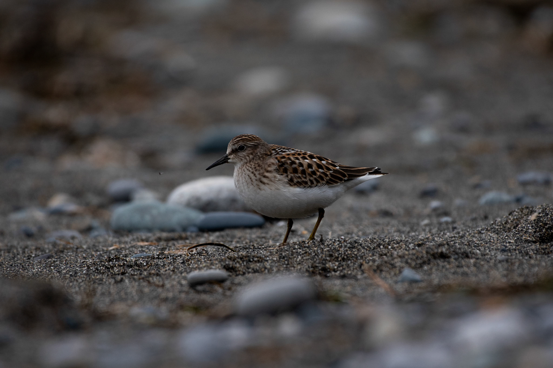 Bécasseau d'Alaska