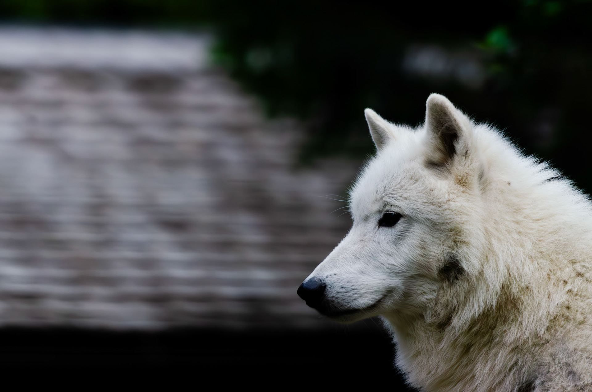 Loup arctique
