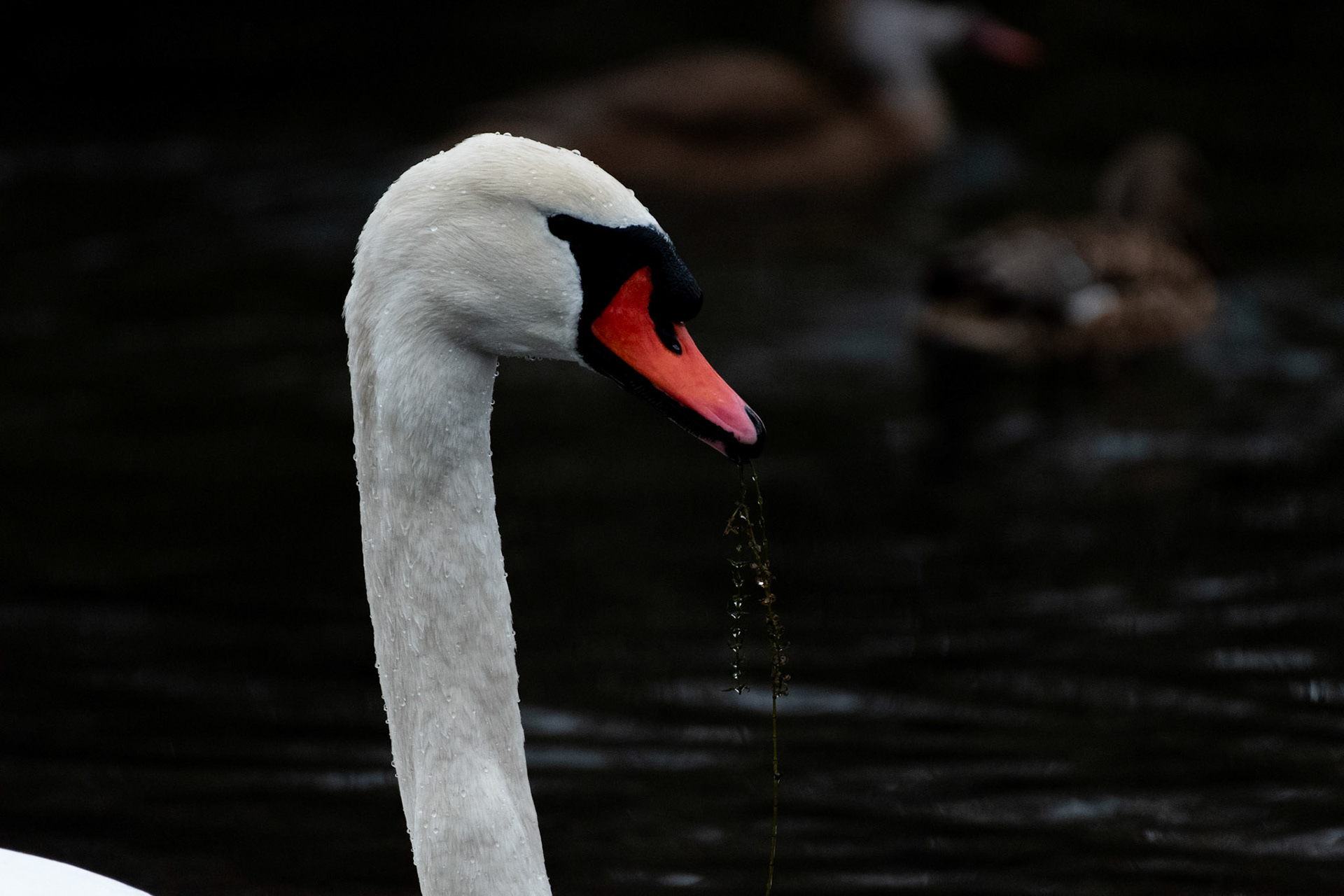 Cygne tuberculé
