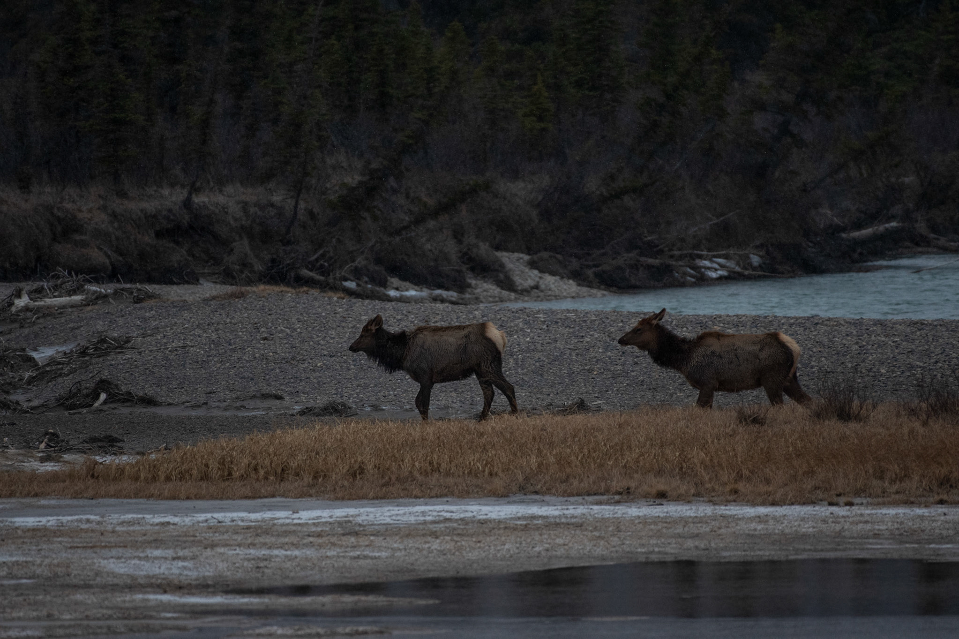 Wapiti