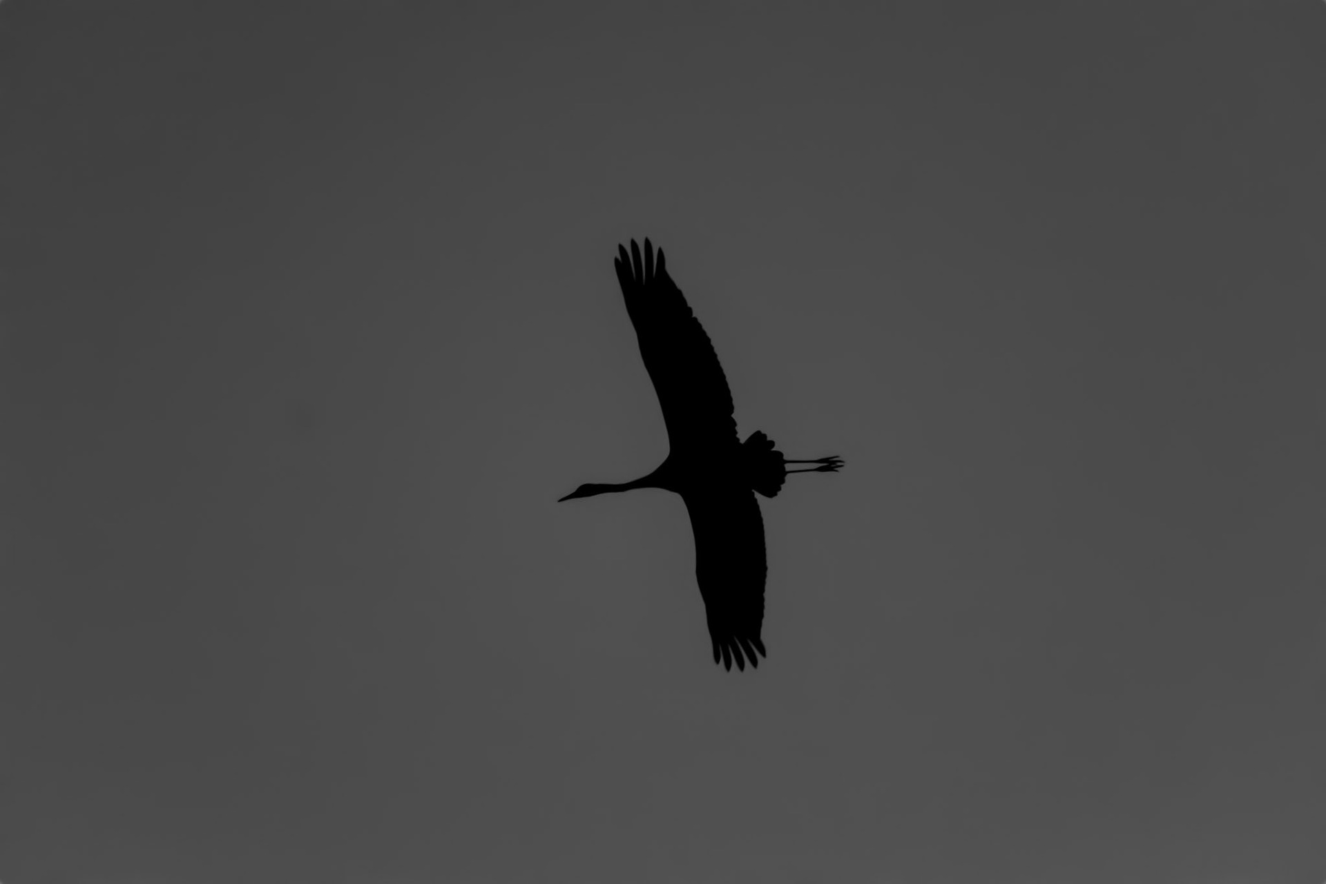 Grue cendrée