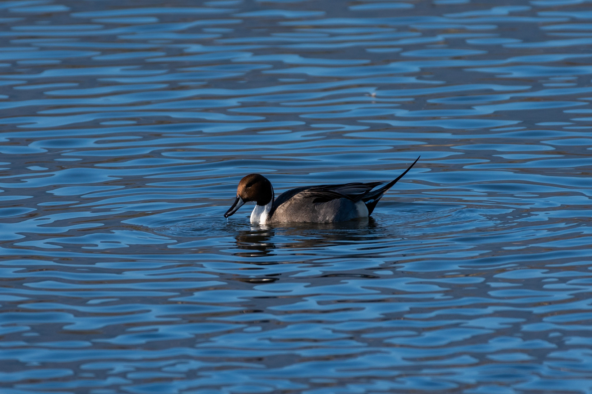 Canard pilet