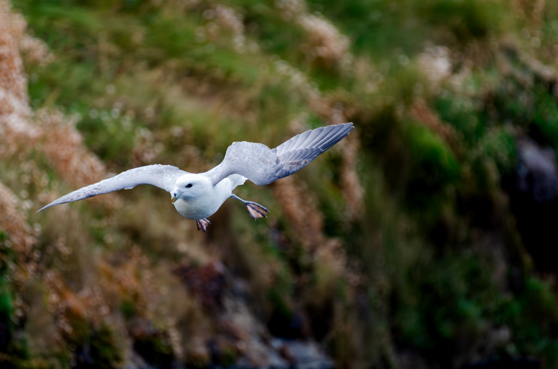 Fulmar boréal