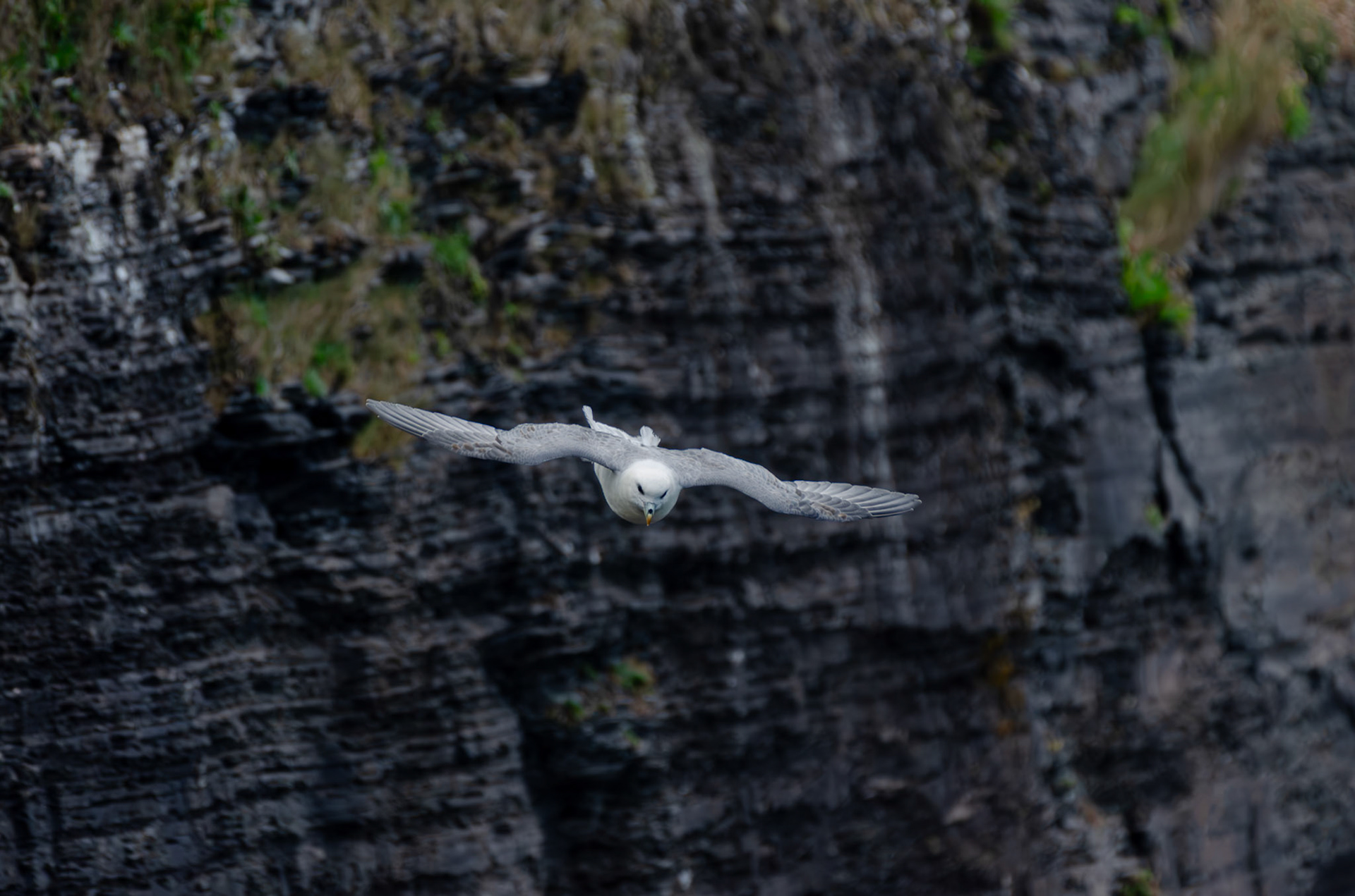Fulmar boréal