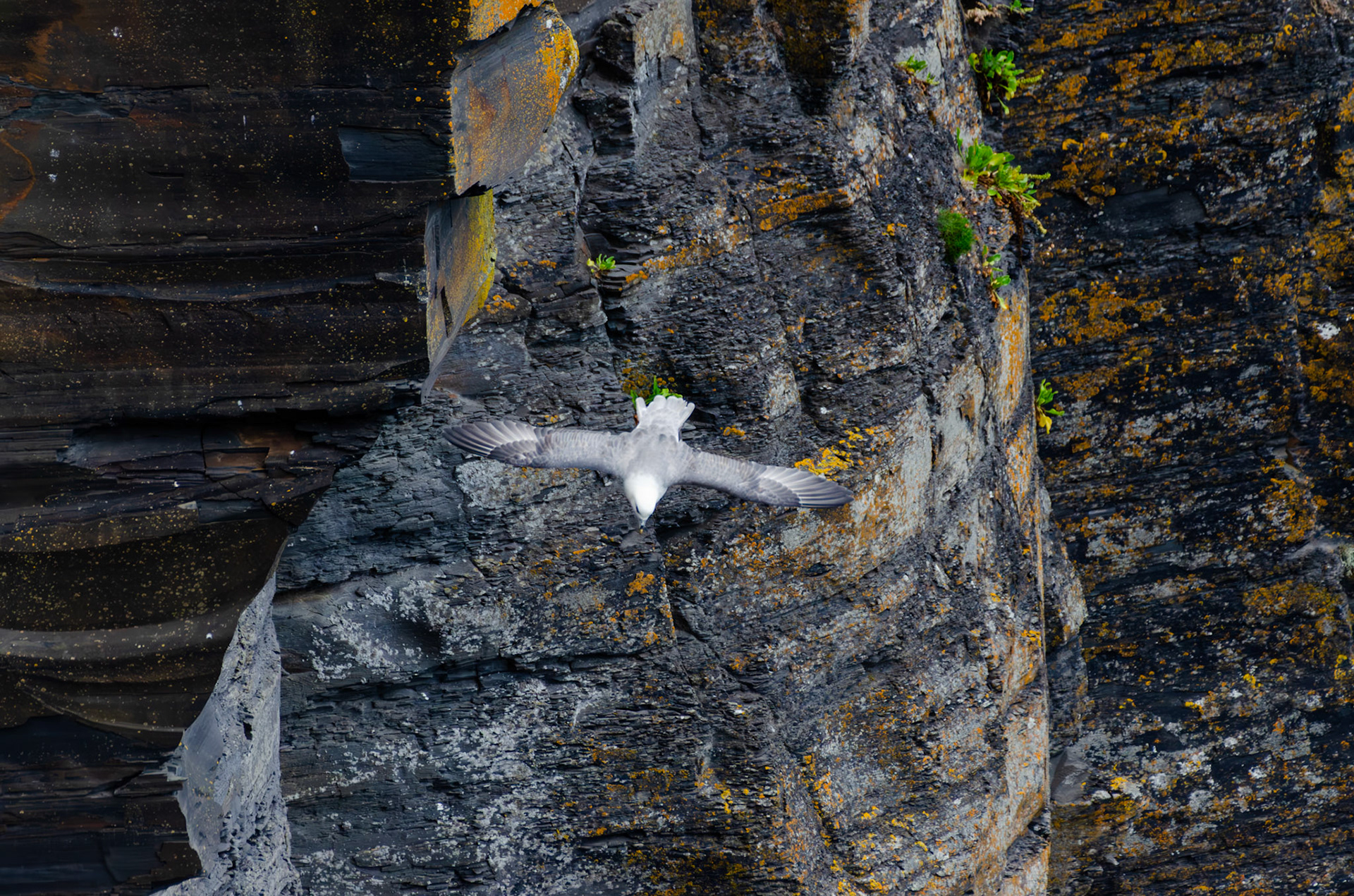 Fulmar boréal