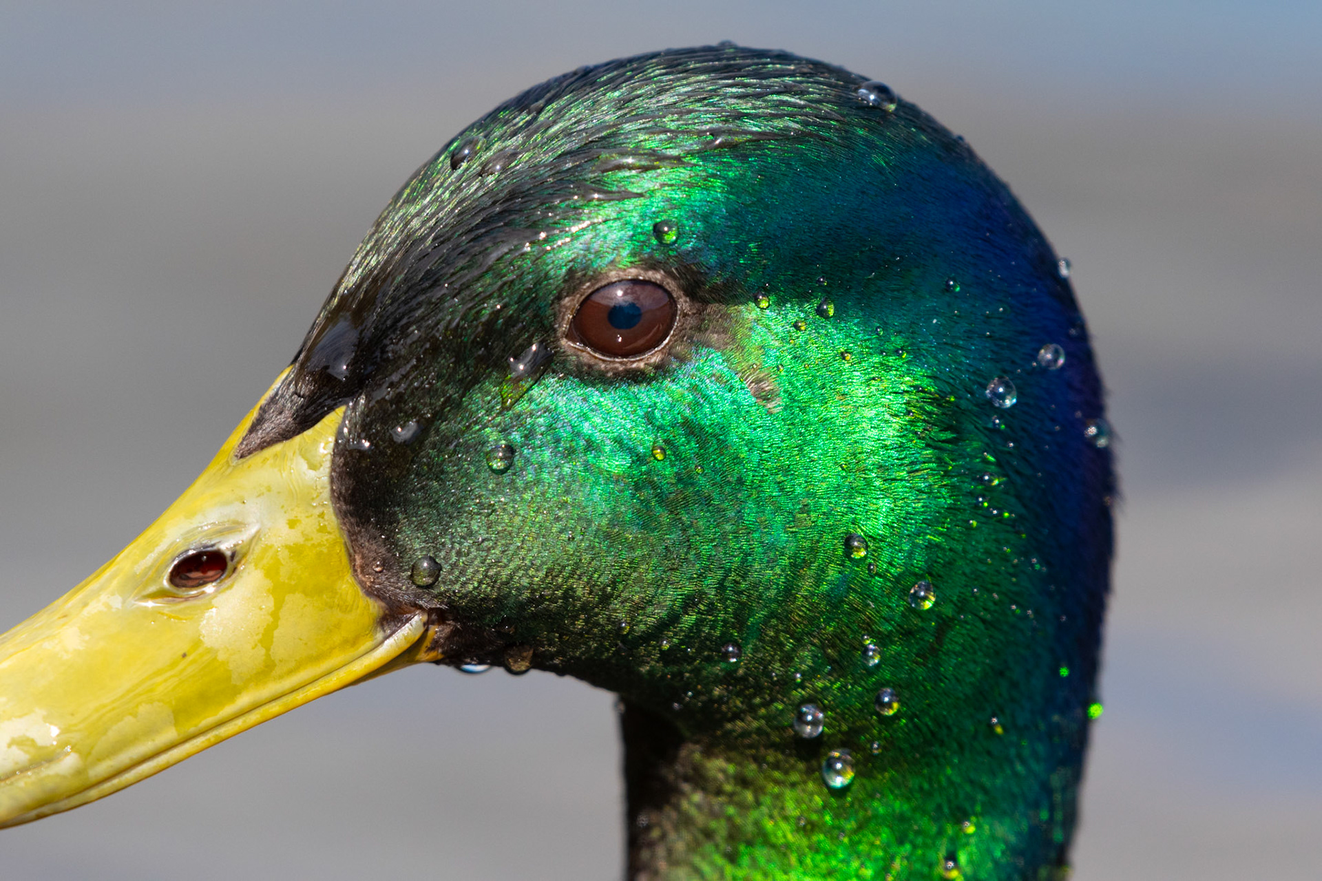 Canard colvert