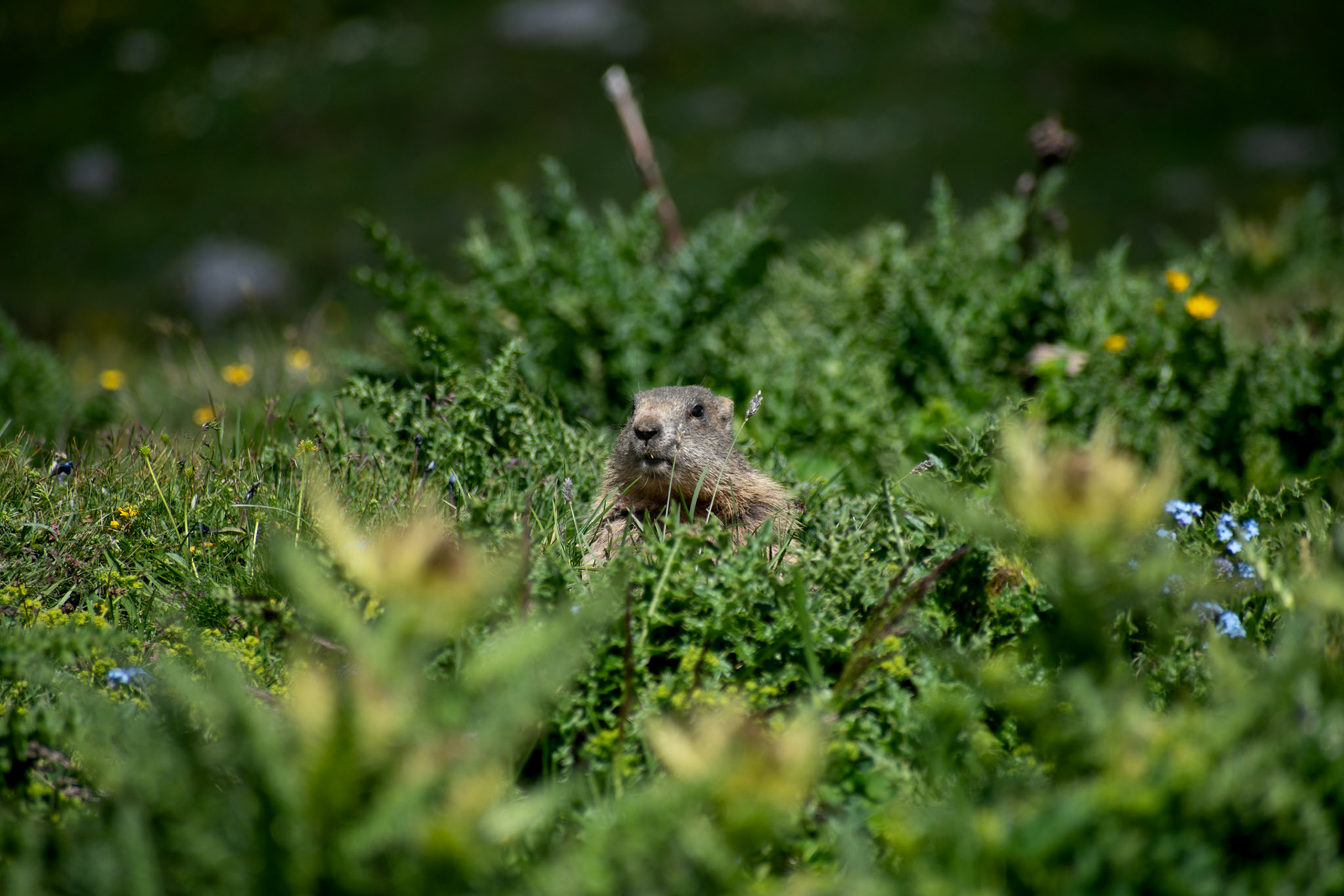 Marmotte des Alpes