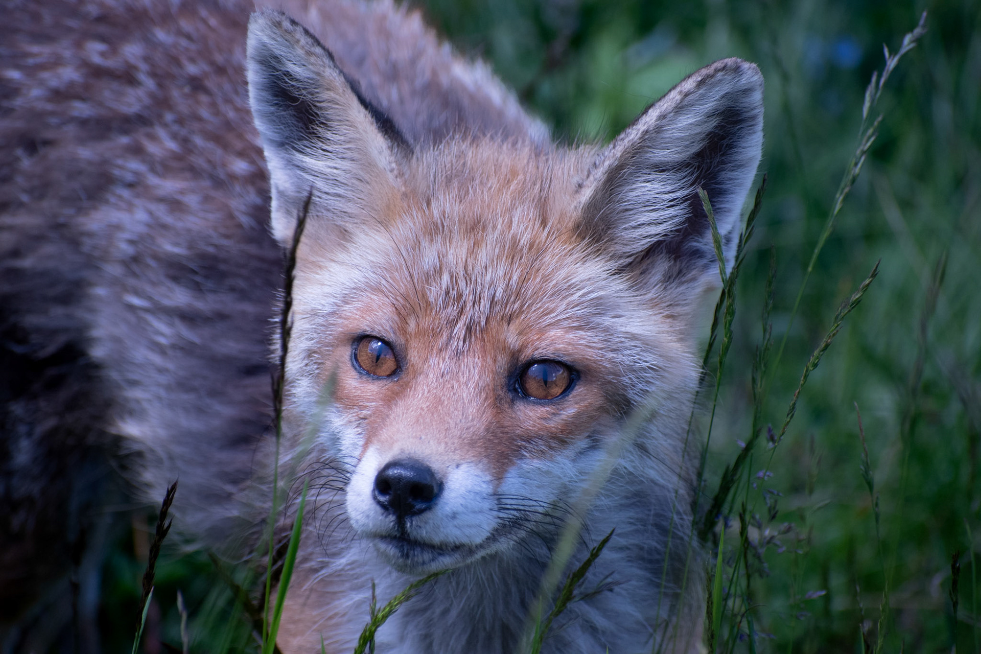 Renard roux