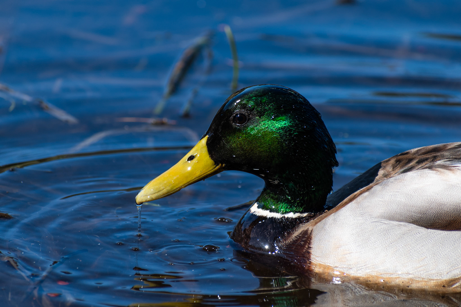 Canard colvert