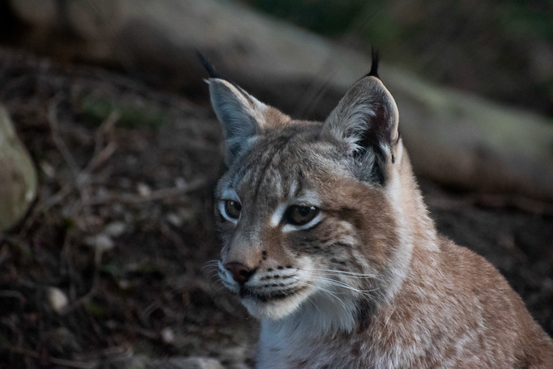 Lynx boréal