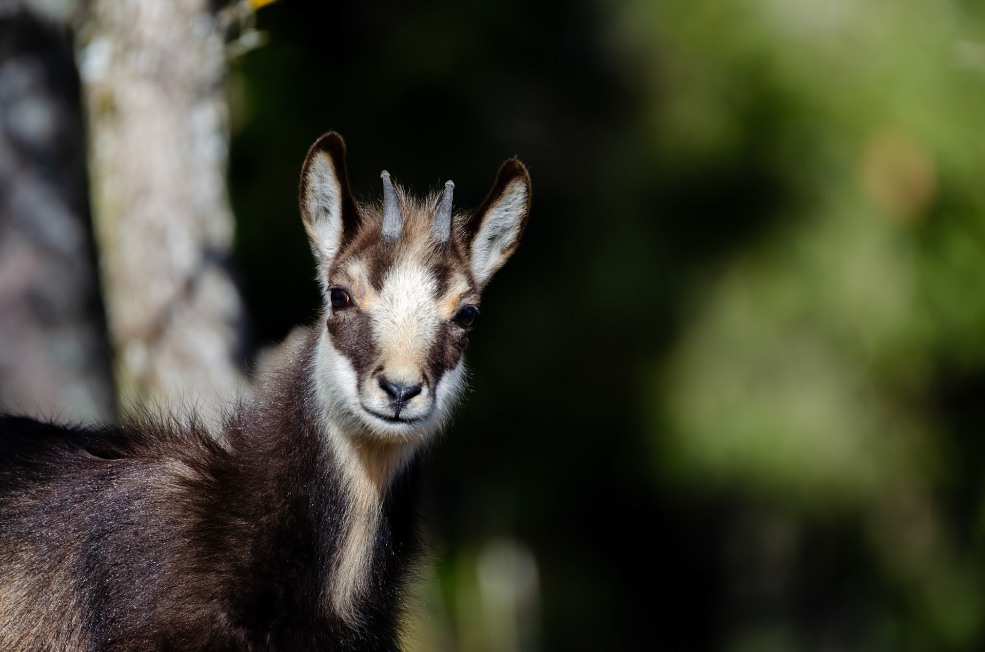 Chamois