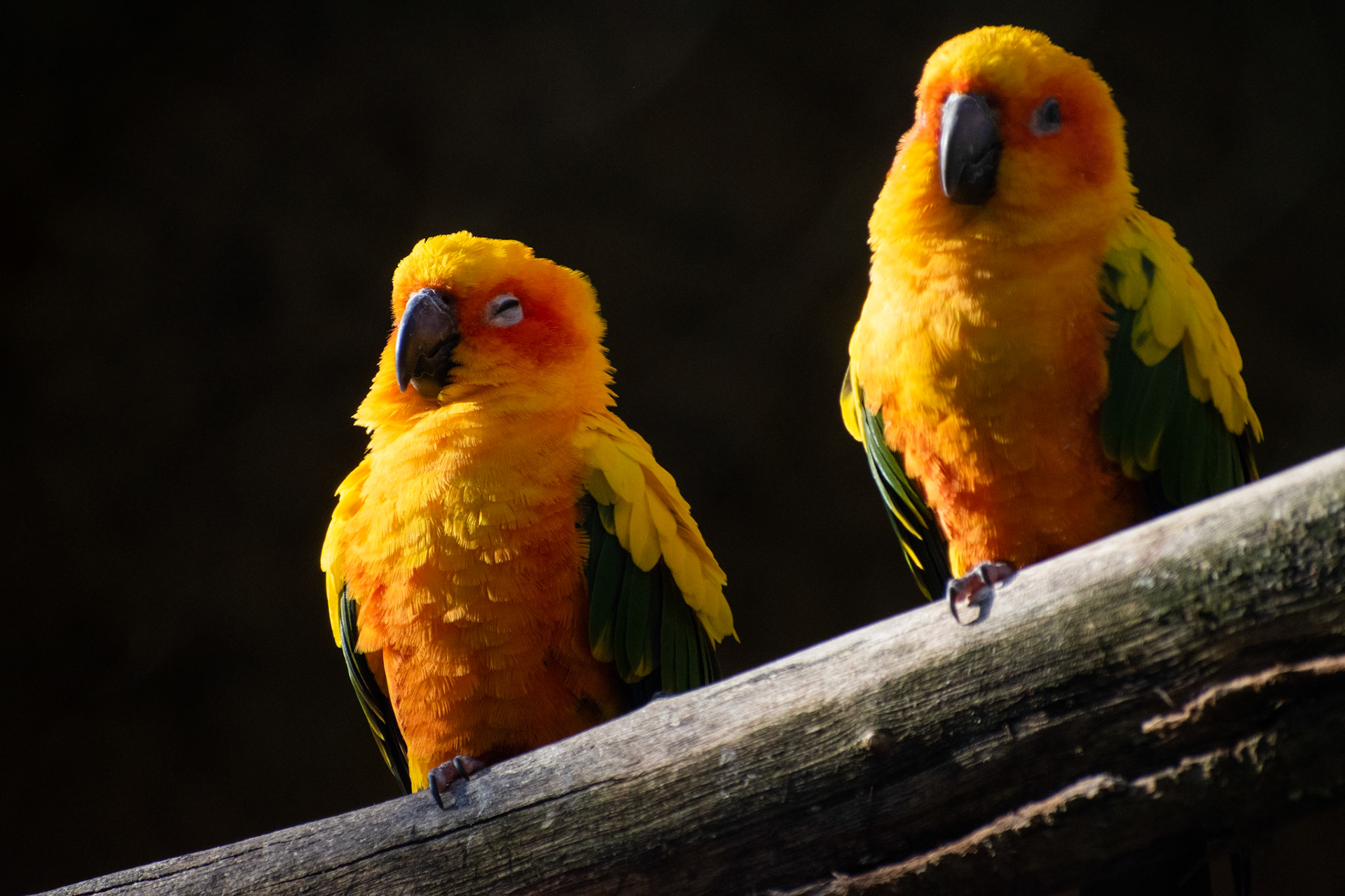Conure soleil