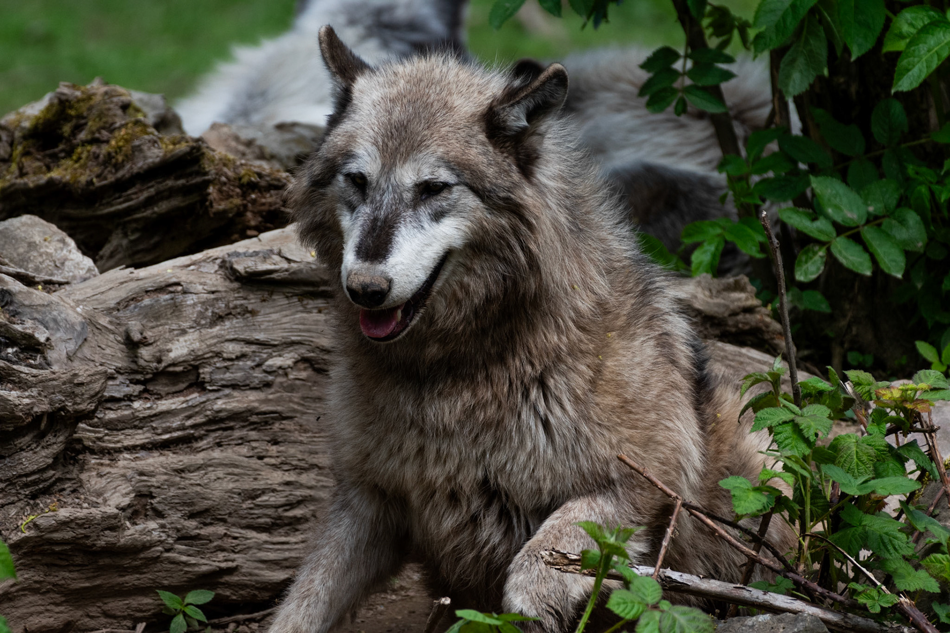 Loup gris