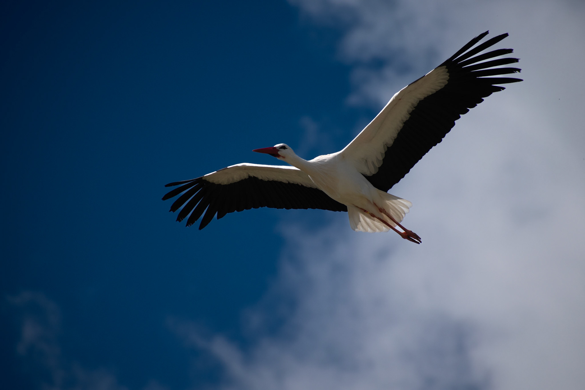 Cigogne blanche