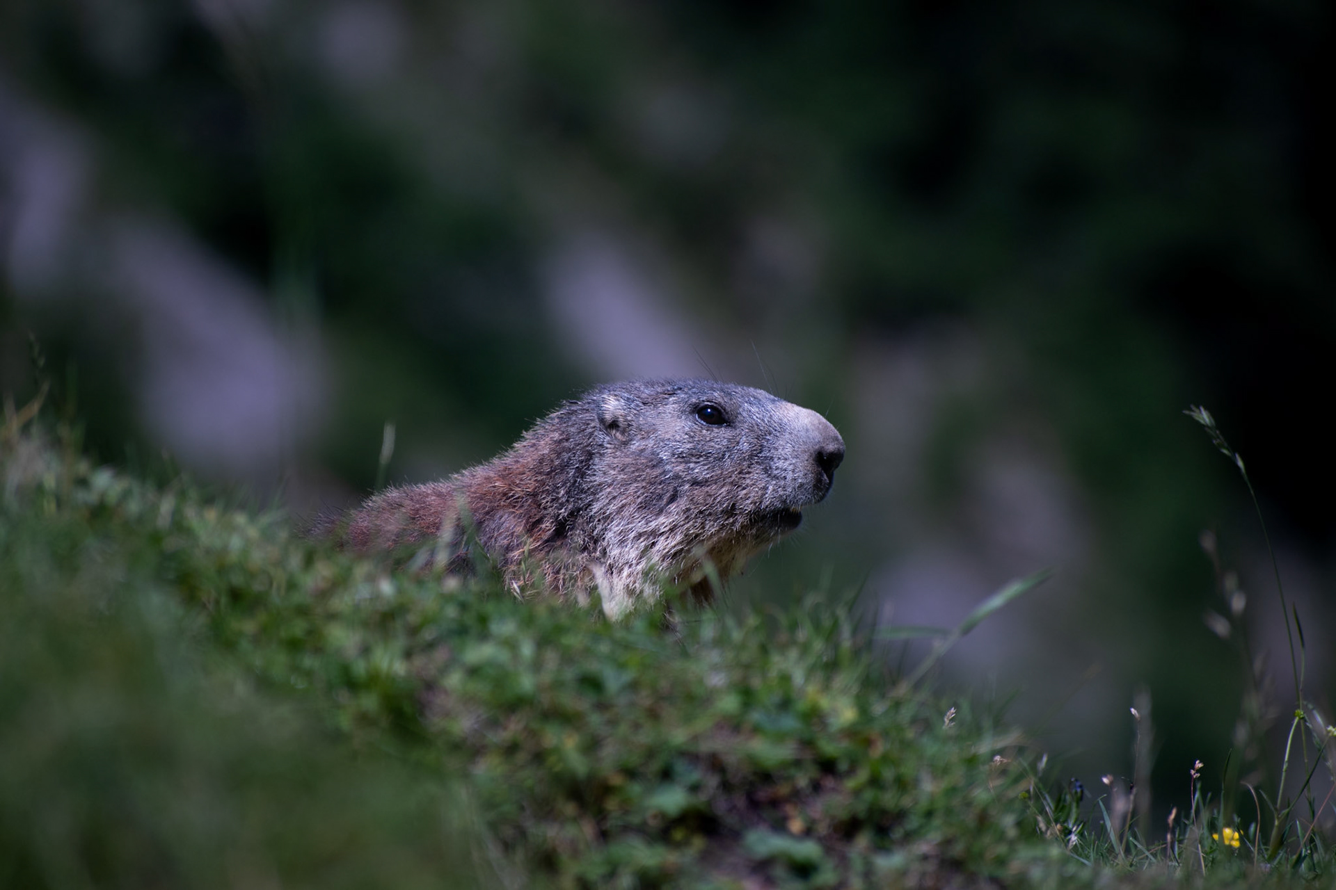 Marmotte des Alpes