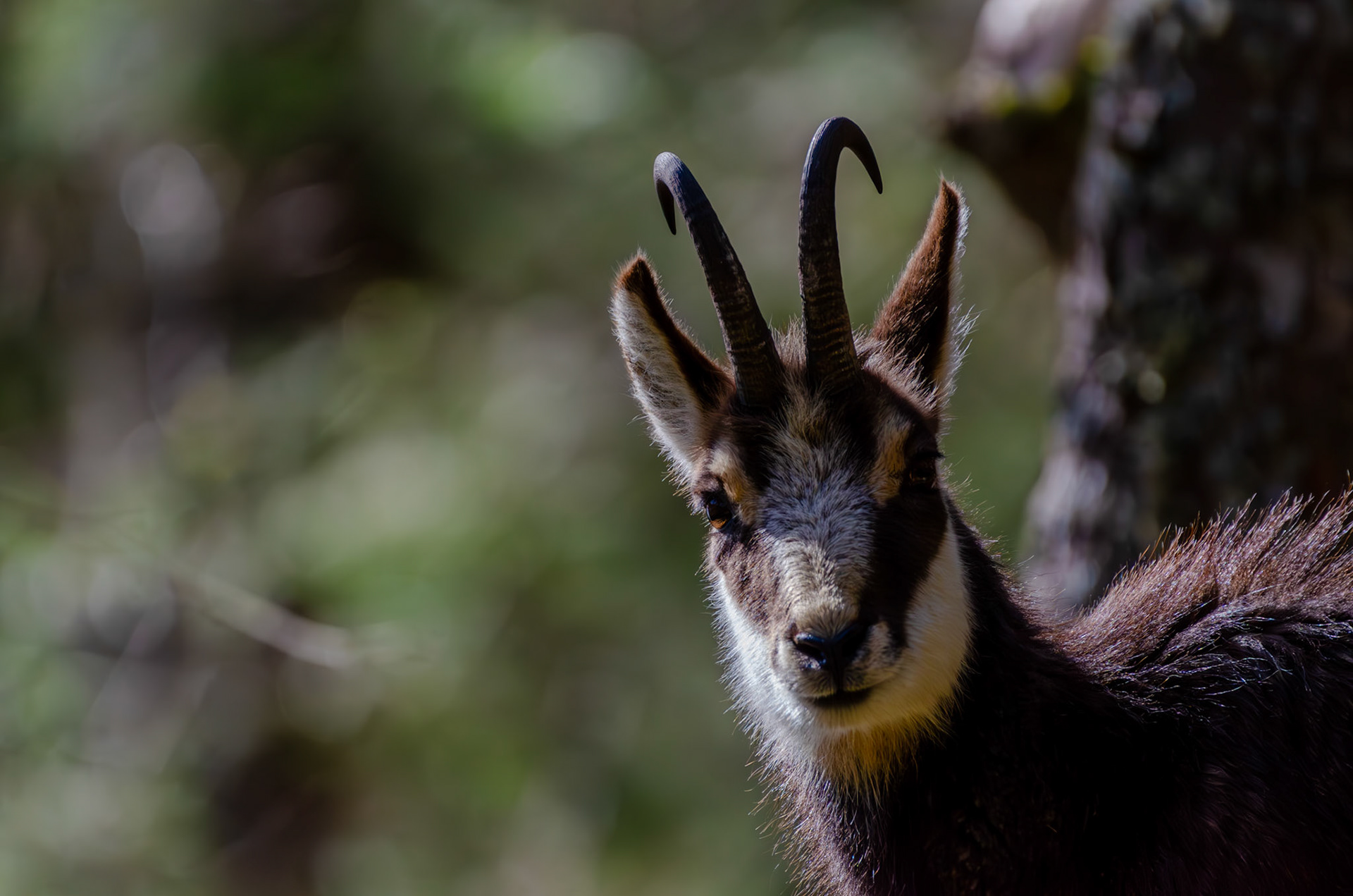 Chamois