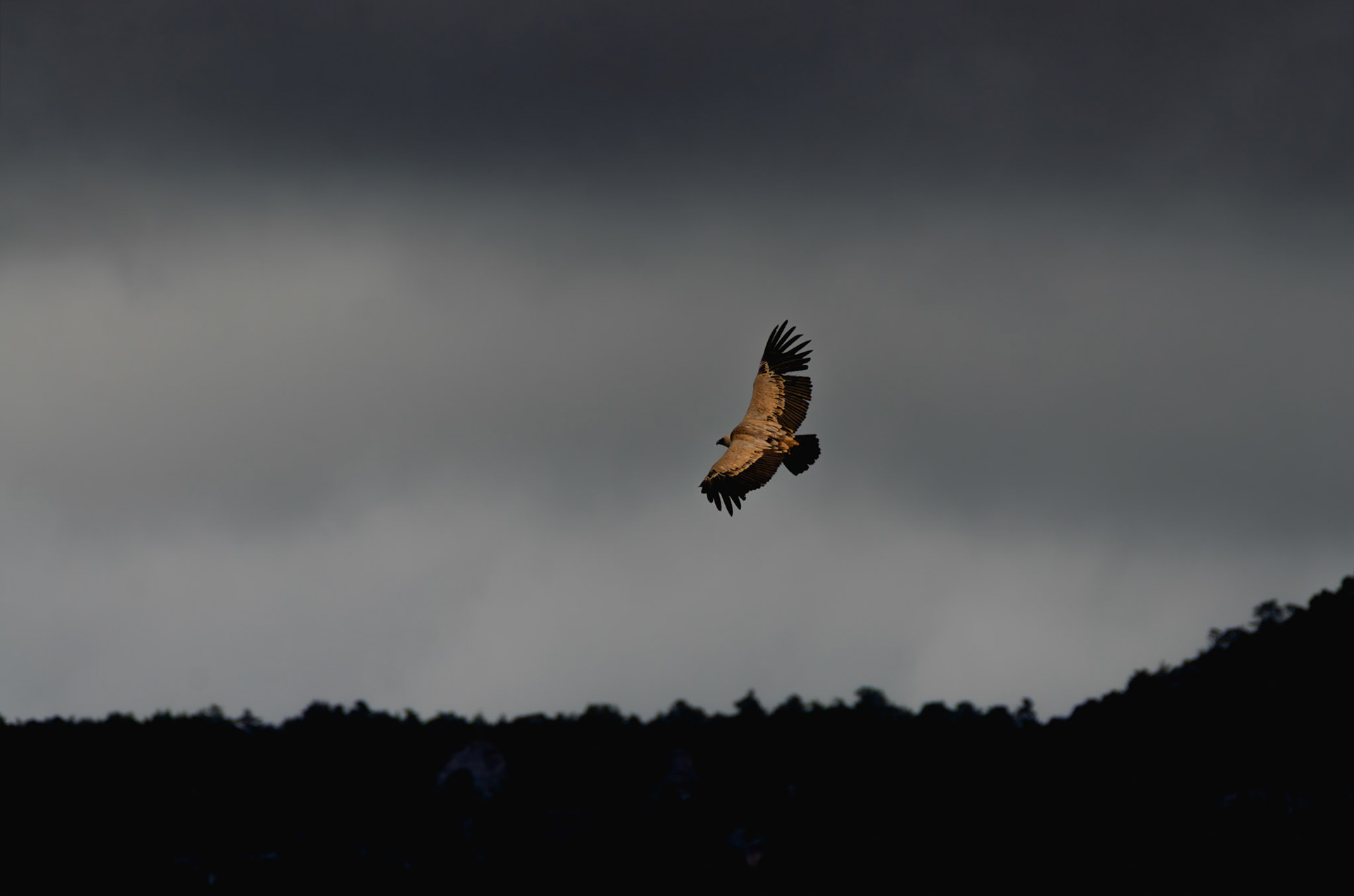 Vautour fauve