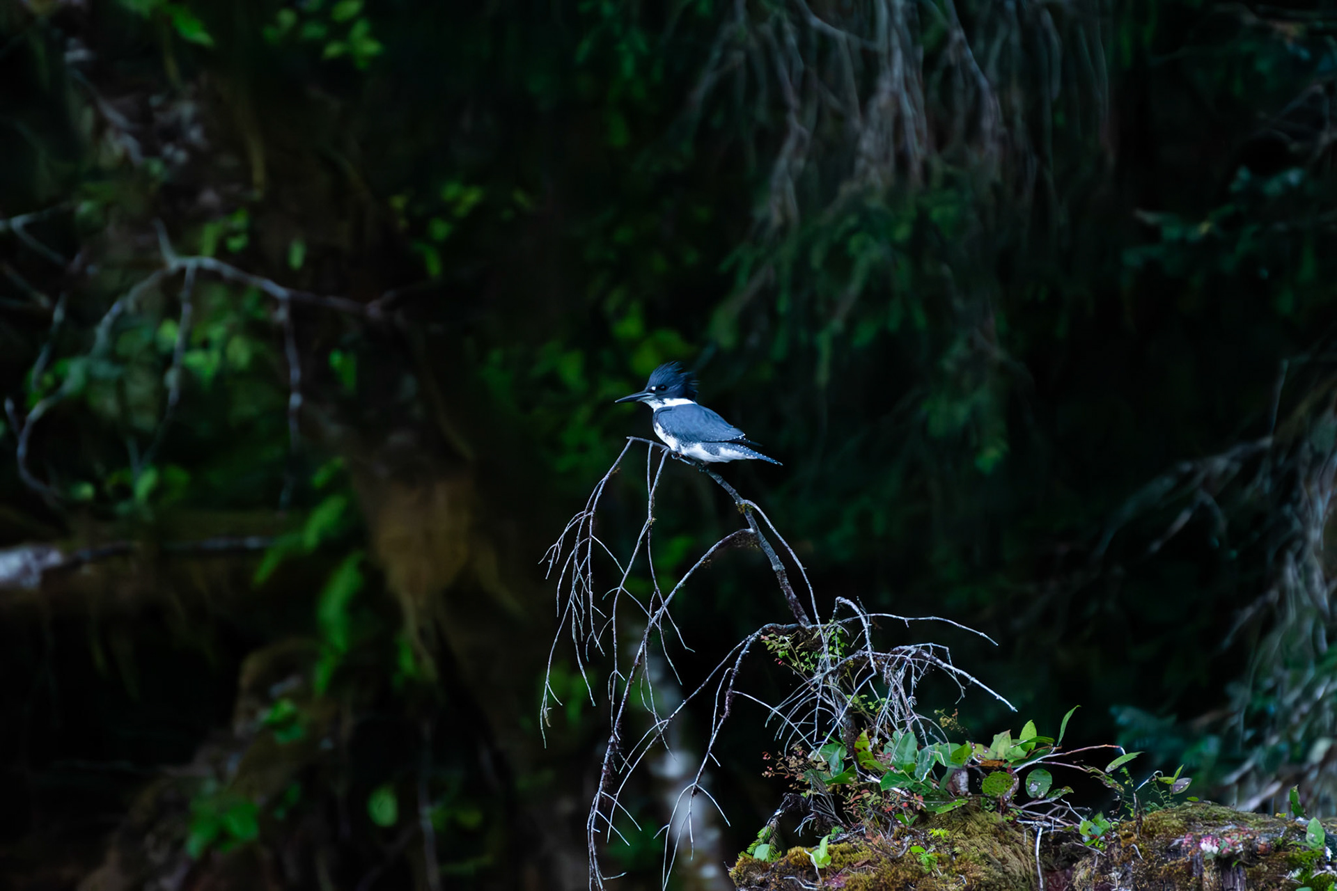 Martin-pêcheur d'Amérique