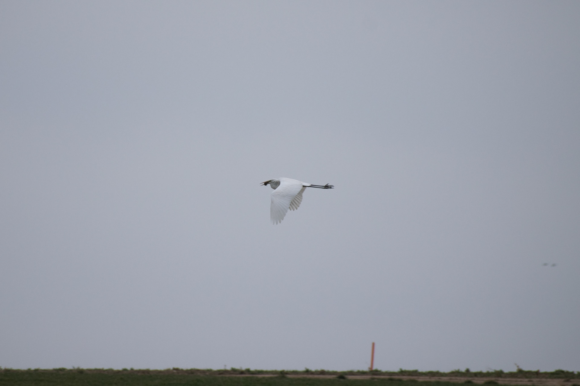 Grande aigrette