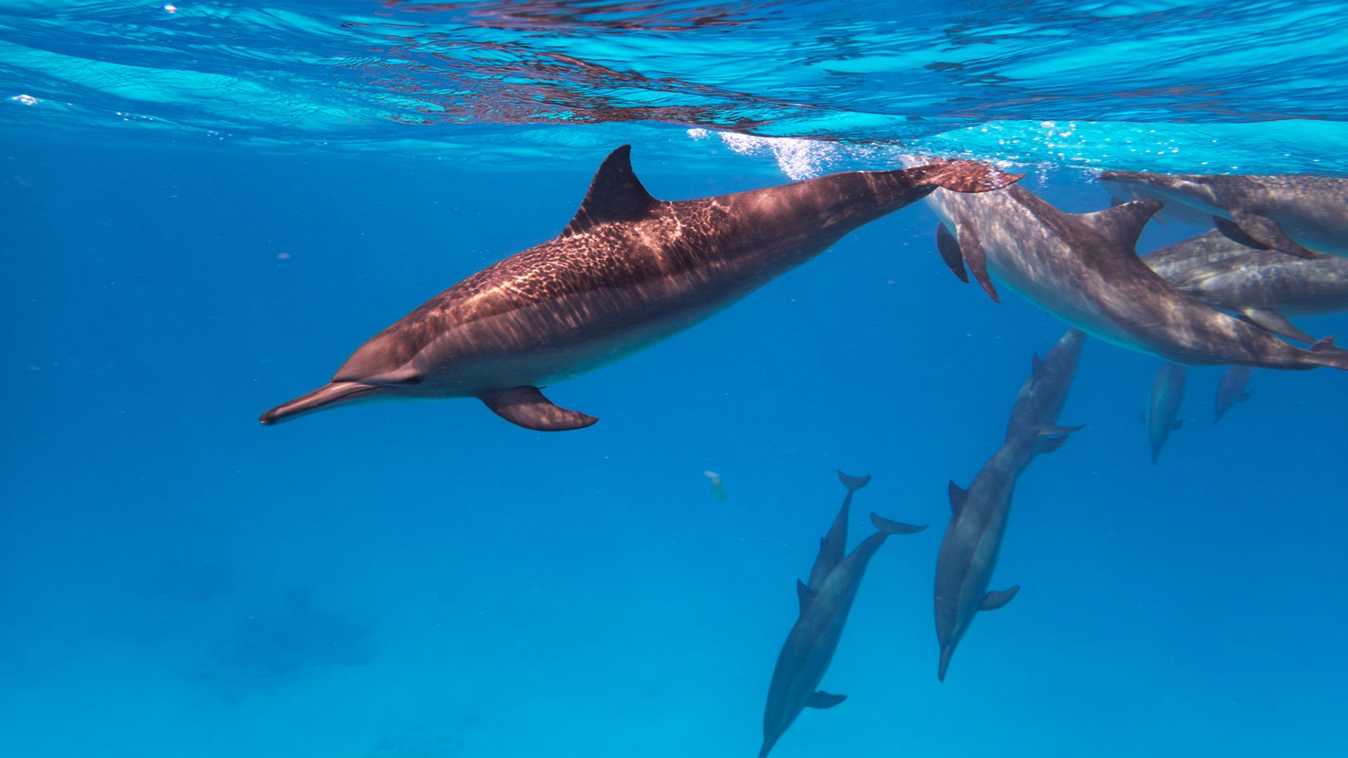 Dauphins à long-becs