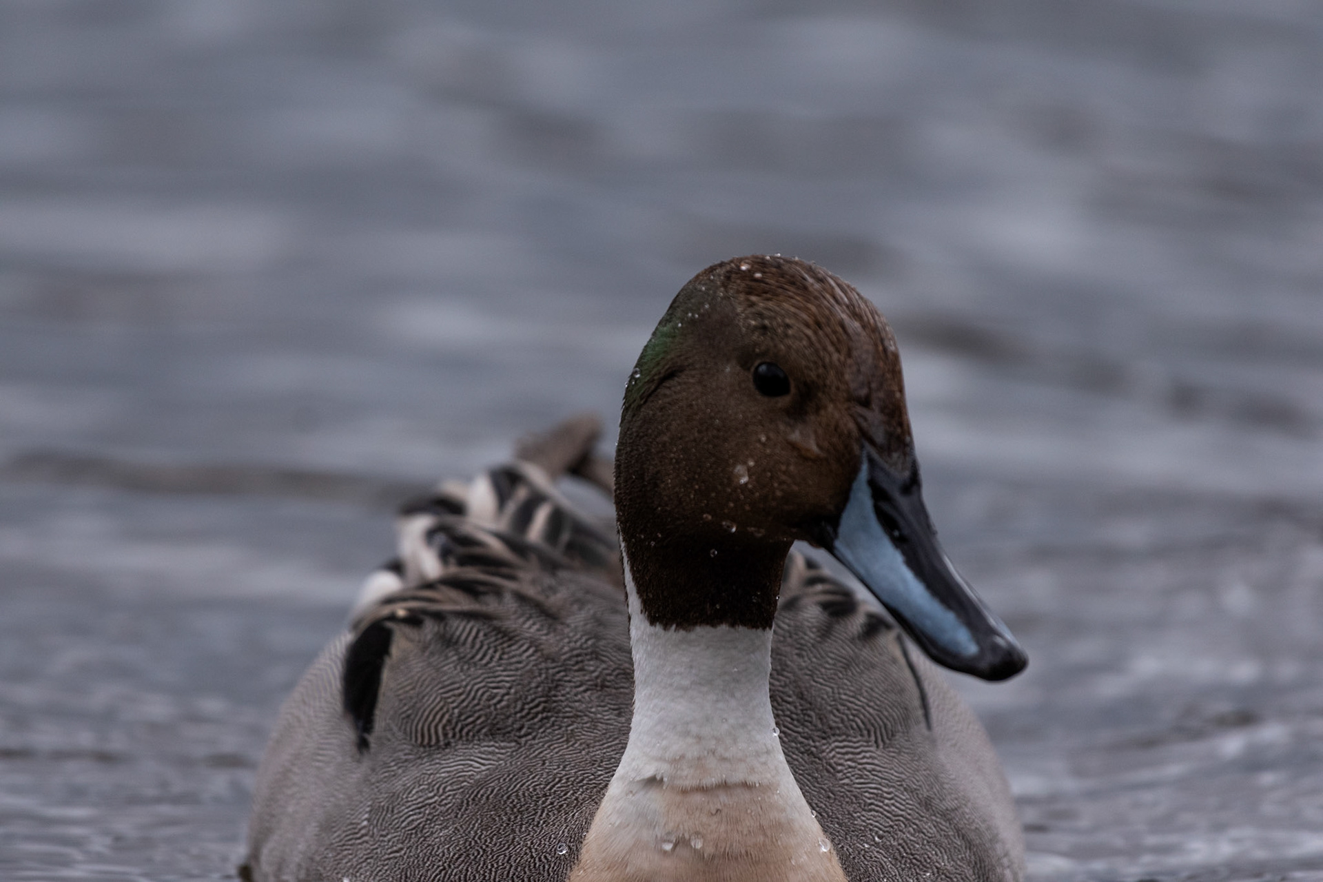 Canard pilet