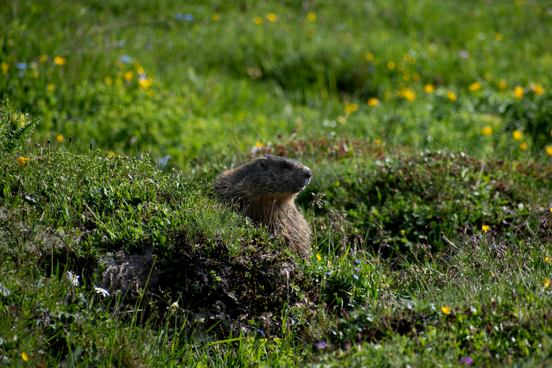 Marmotte des Alpes