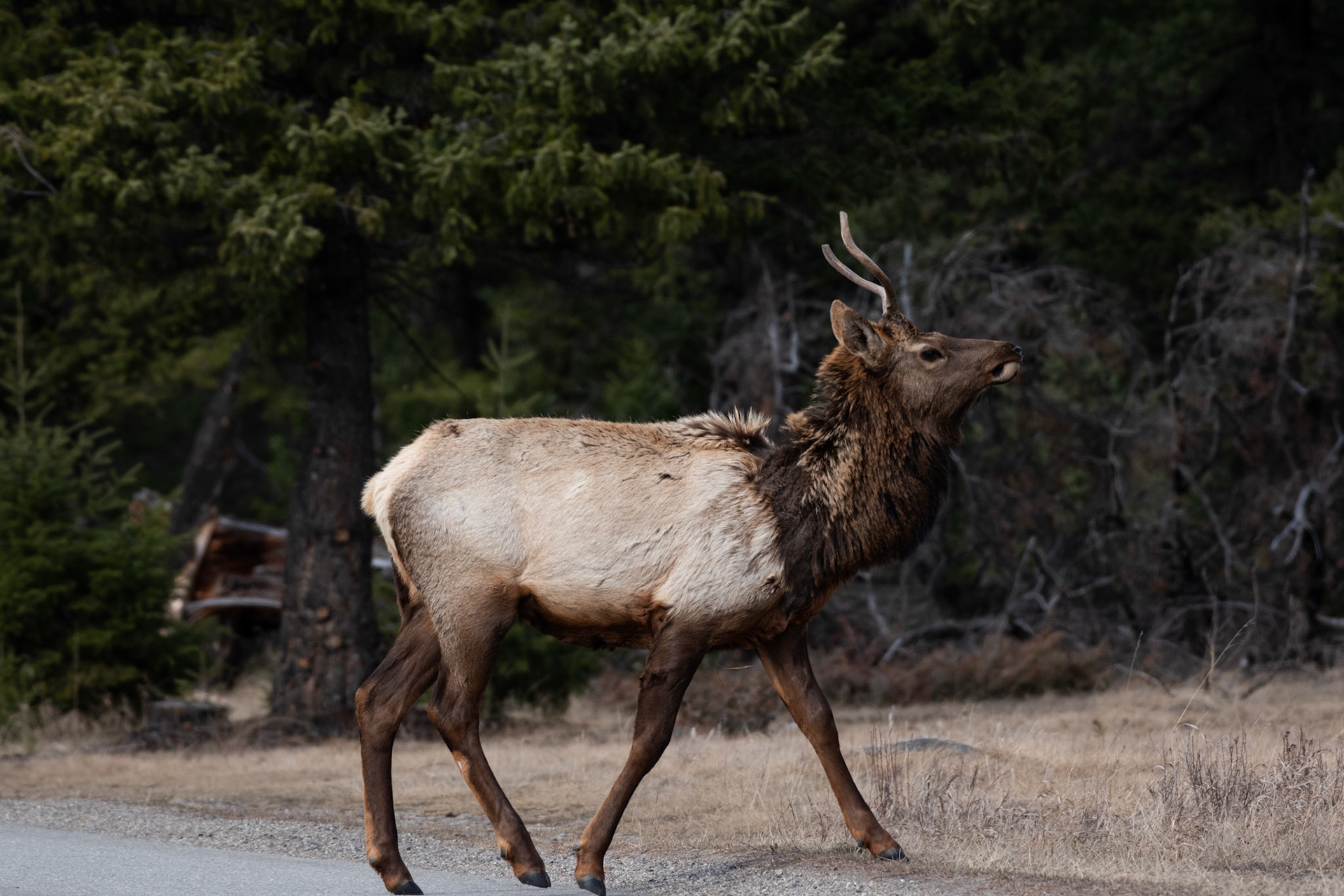 Wapiti