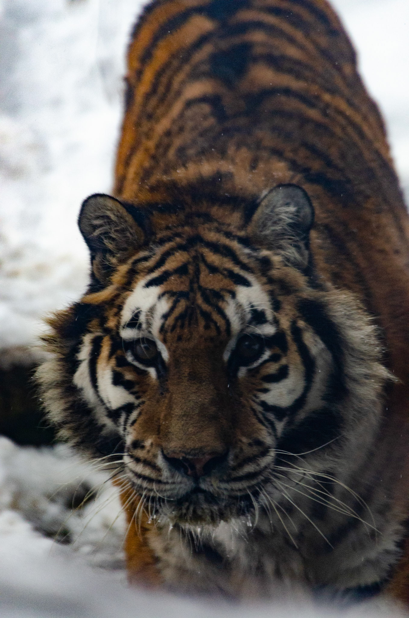 Tigre de Sibérie