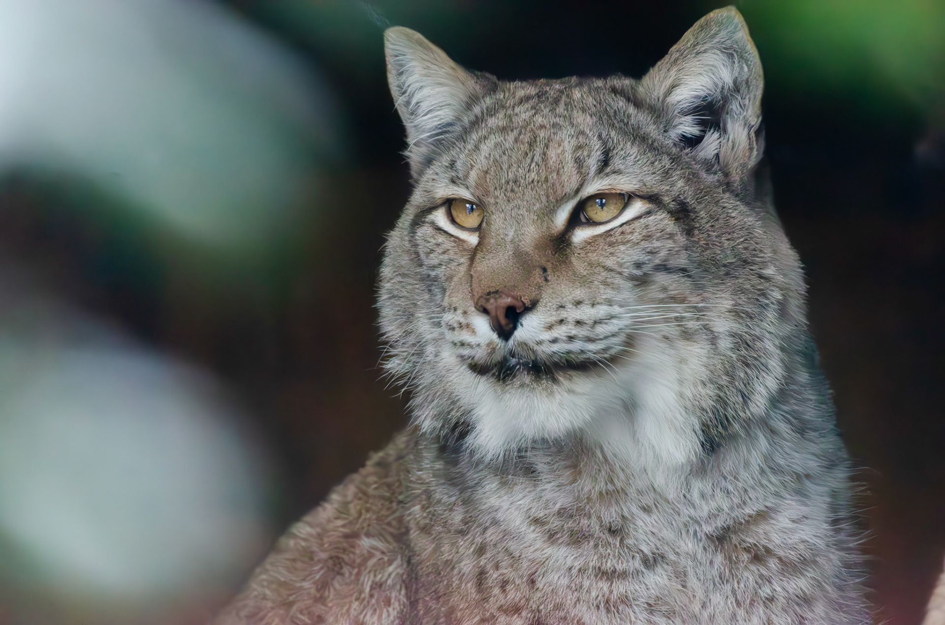 Lynx boréal