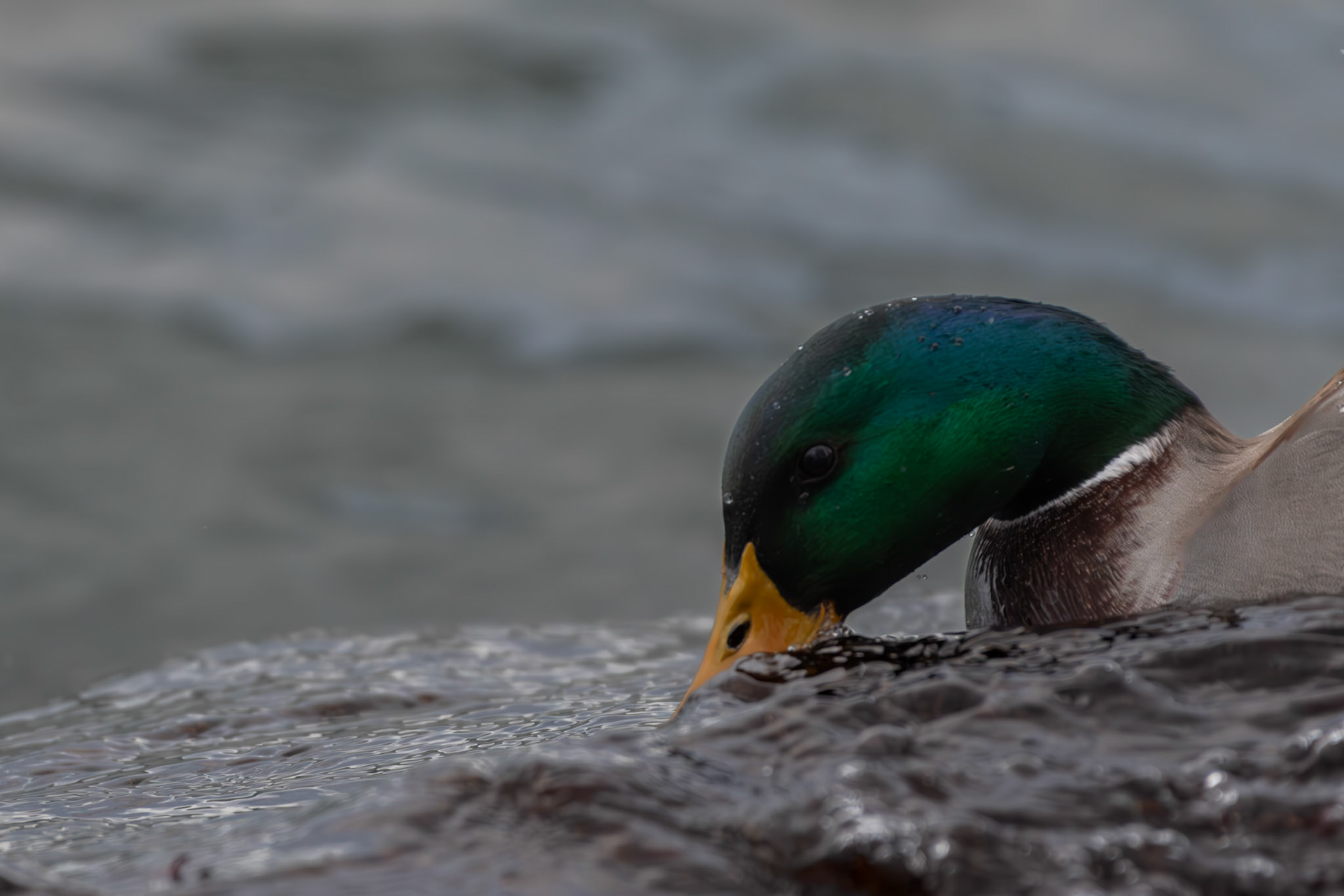 Canard colvert