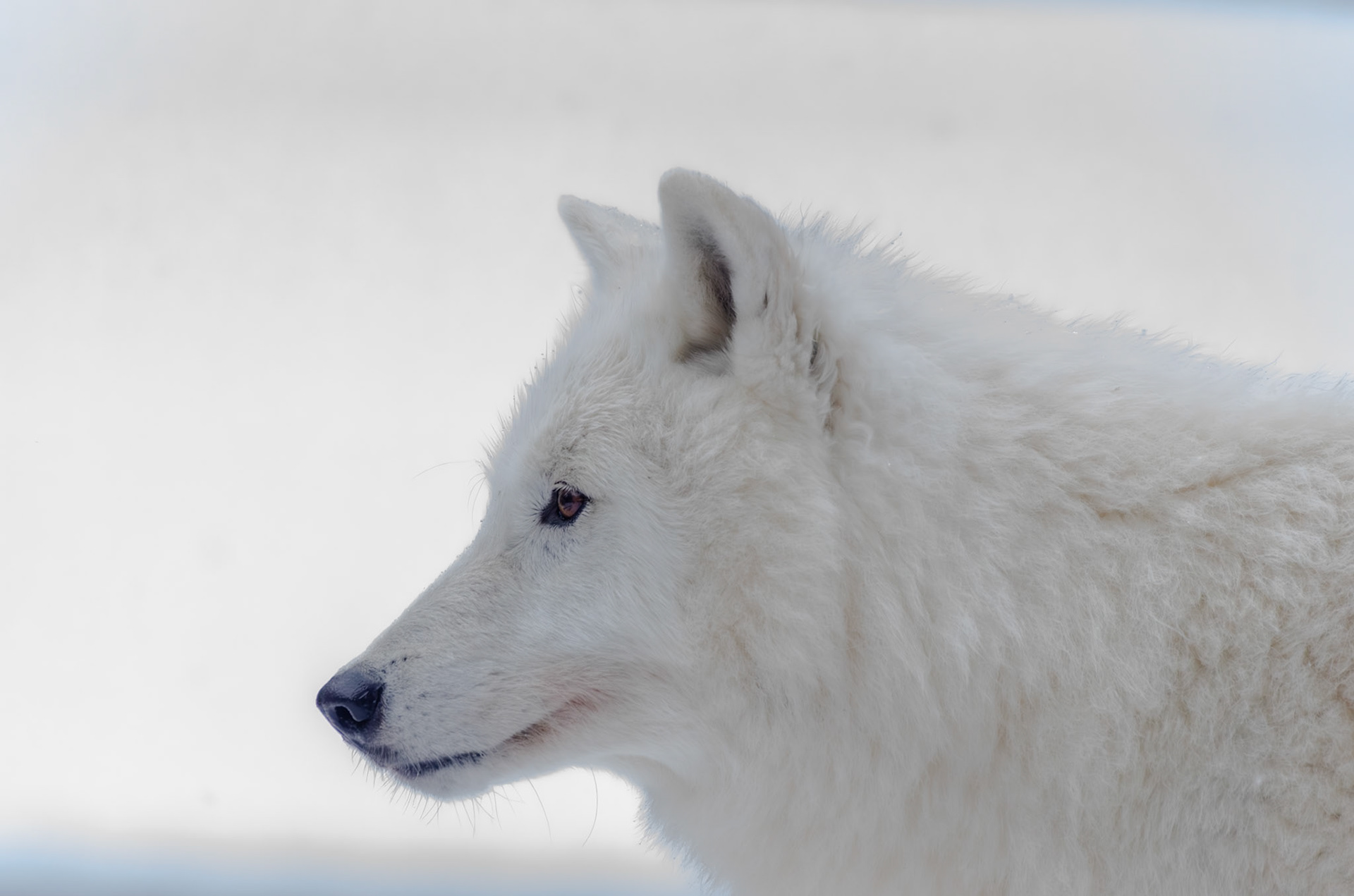 Loup arctique