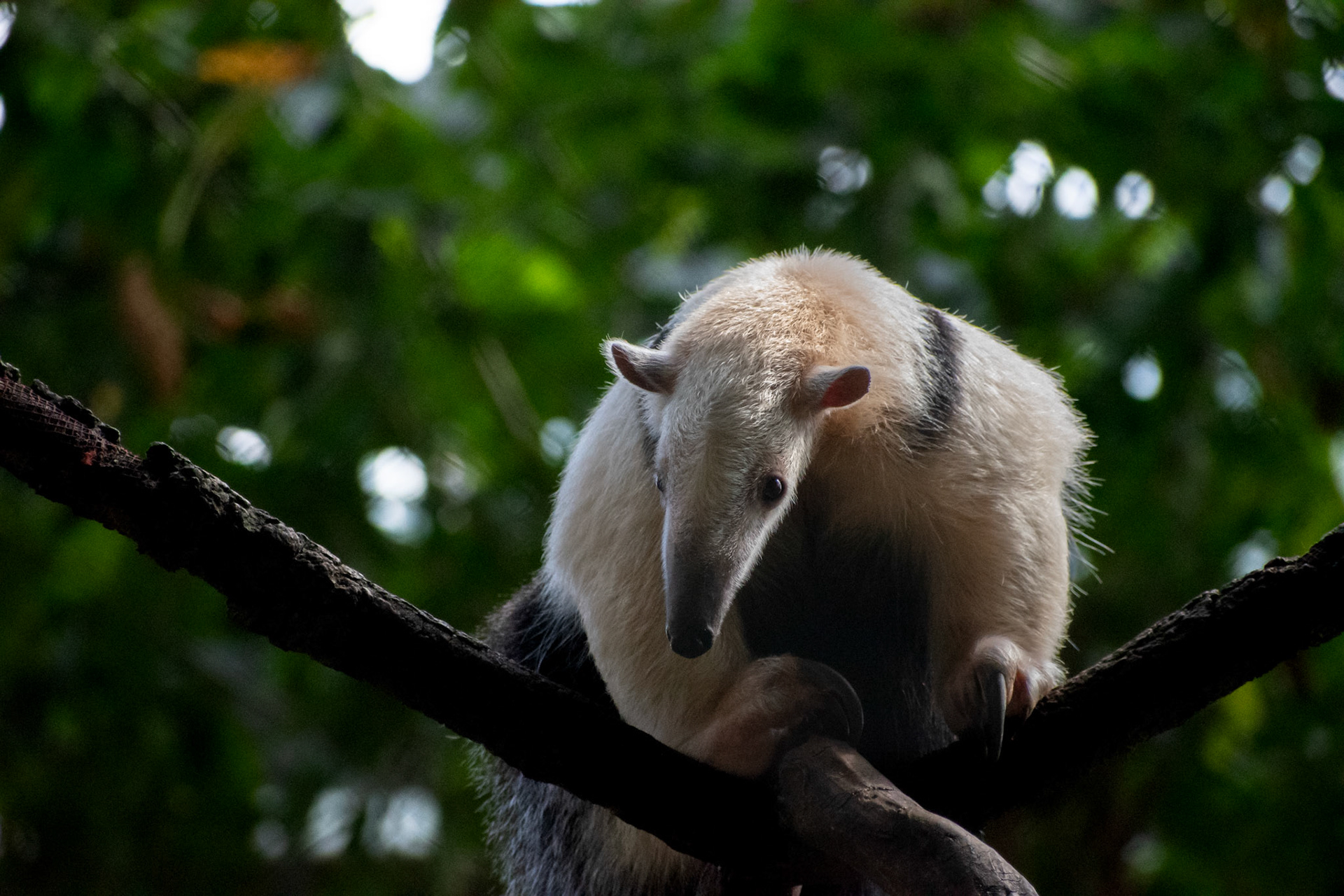 Tamandua