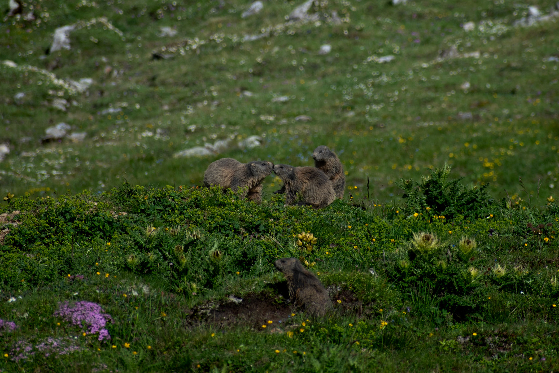 Marmottes des Alpes