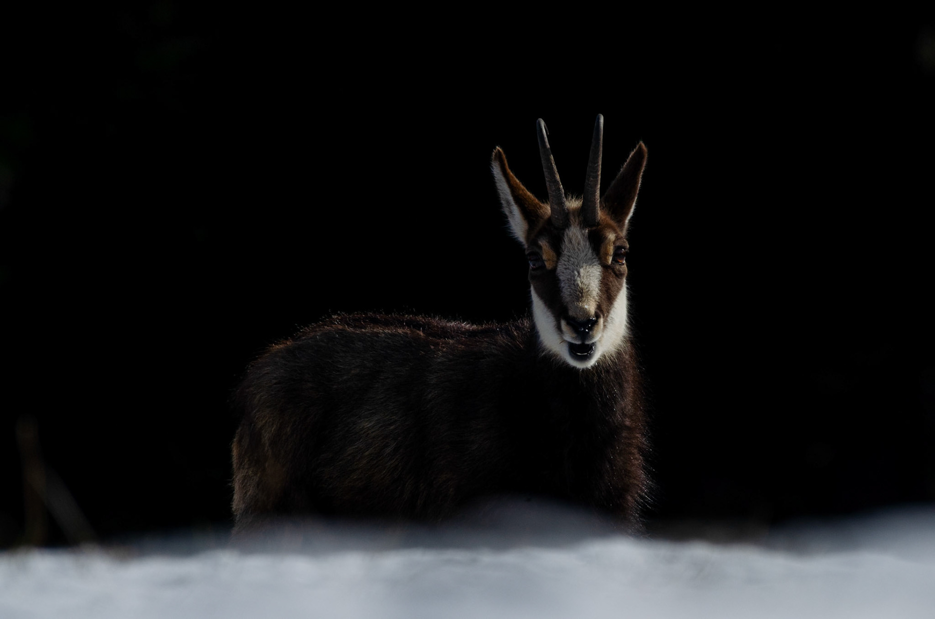 Chamois